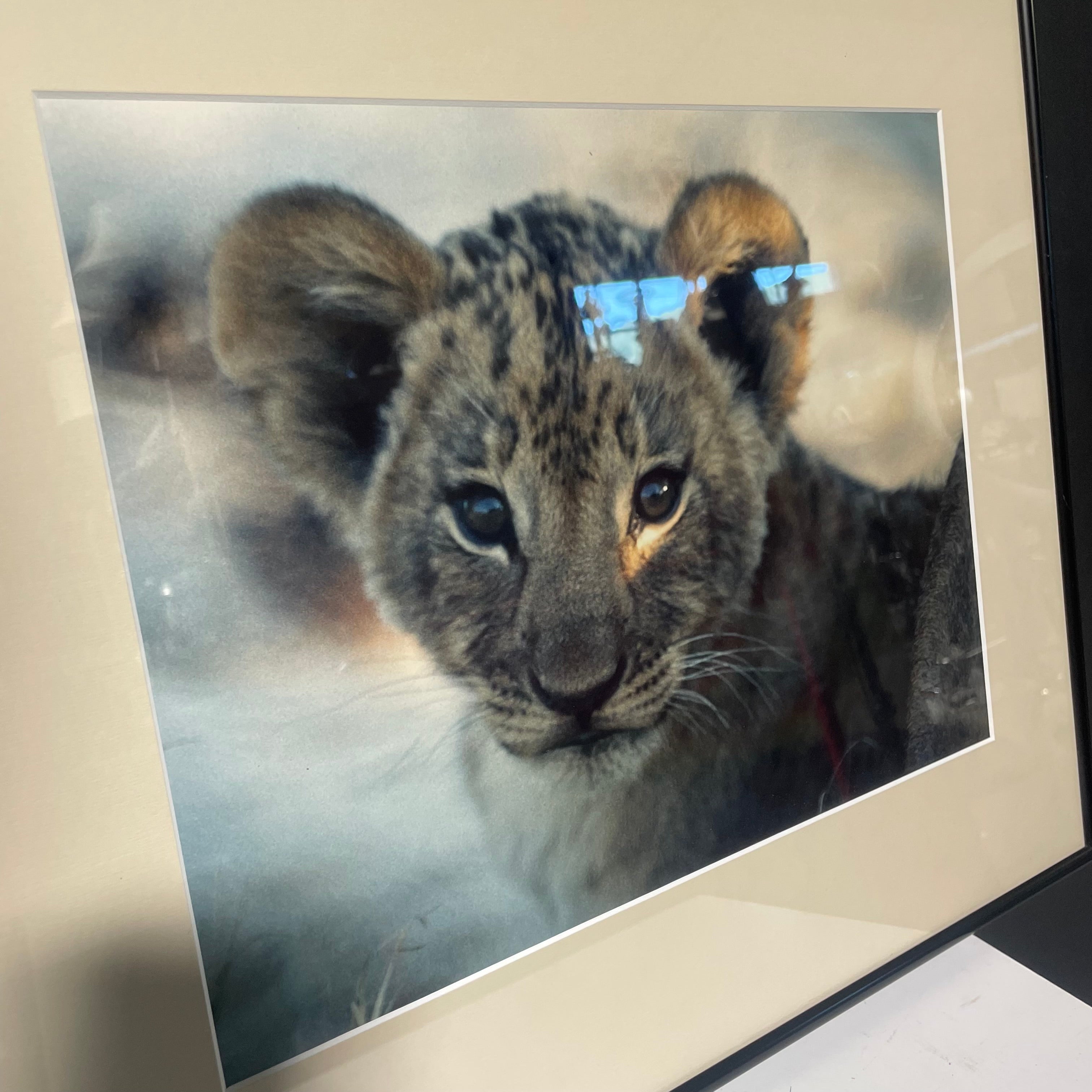 Lion Cub Photograph In A Black Frame 18 1/2" x 16"