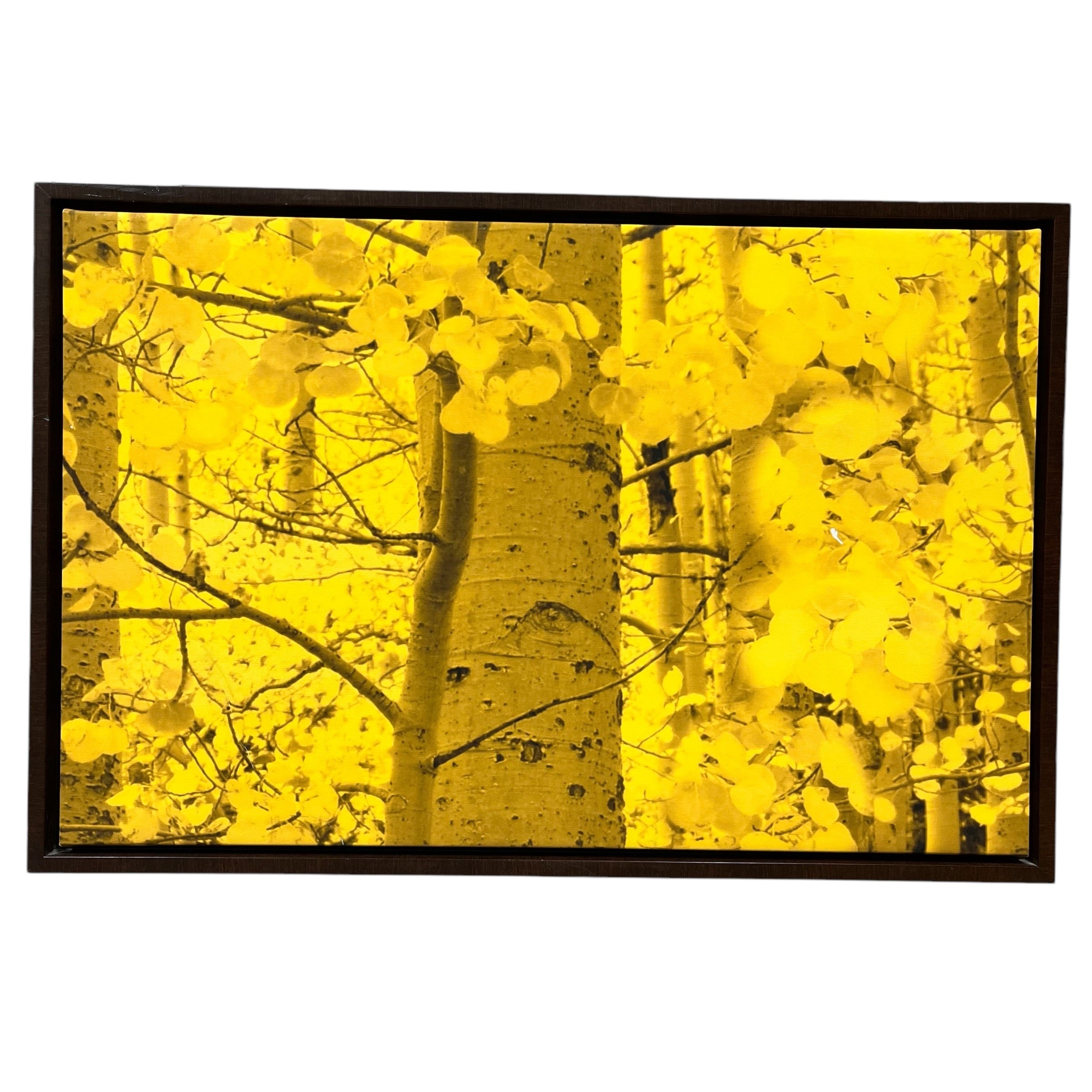 Aspen Leaves Photograph Print on Framed Canvas Wall Decor; 36"x 24"