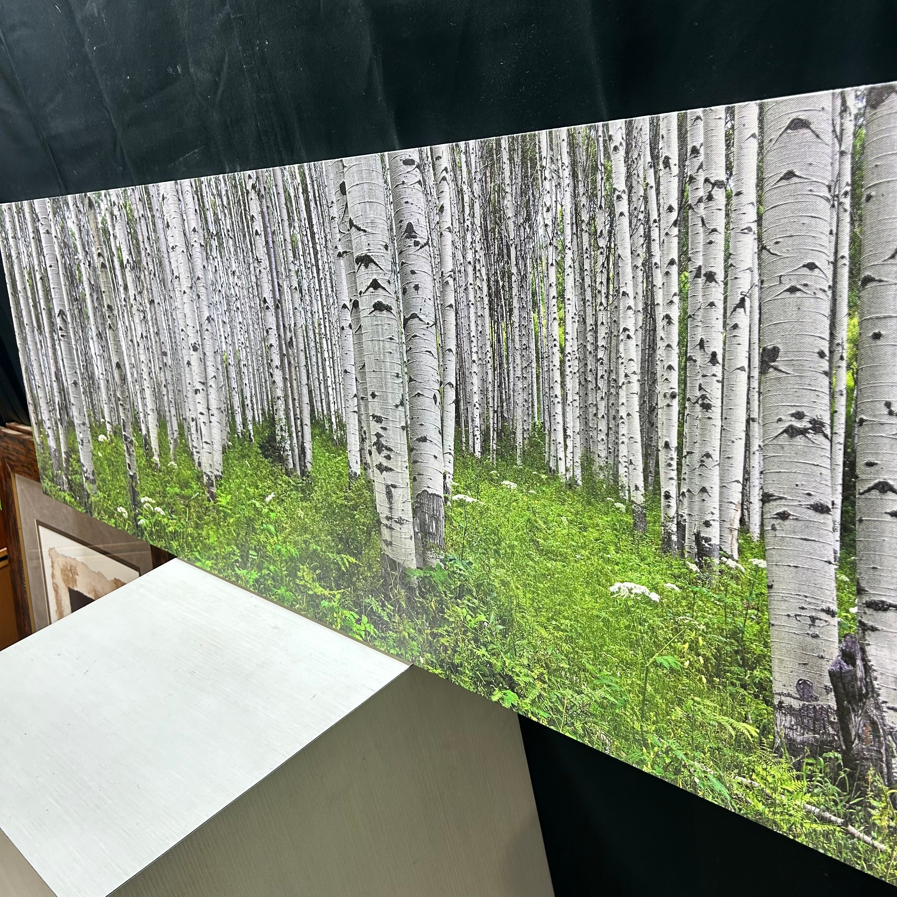 Aspen Tree Canvas Print 60"x 20"
