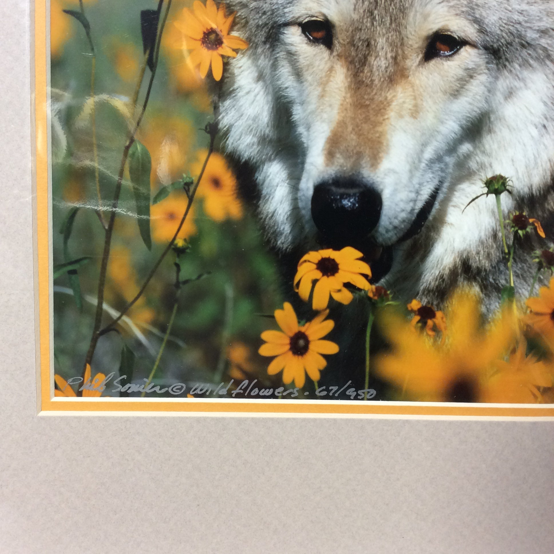 Matted W/Out Frame Signed Limited Edition "Rescued Grey Wolf 1998" Portrait Photograph 11" x 14"
