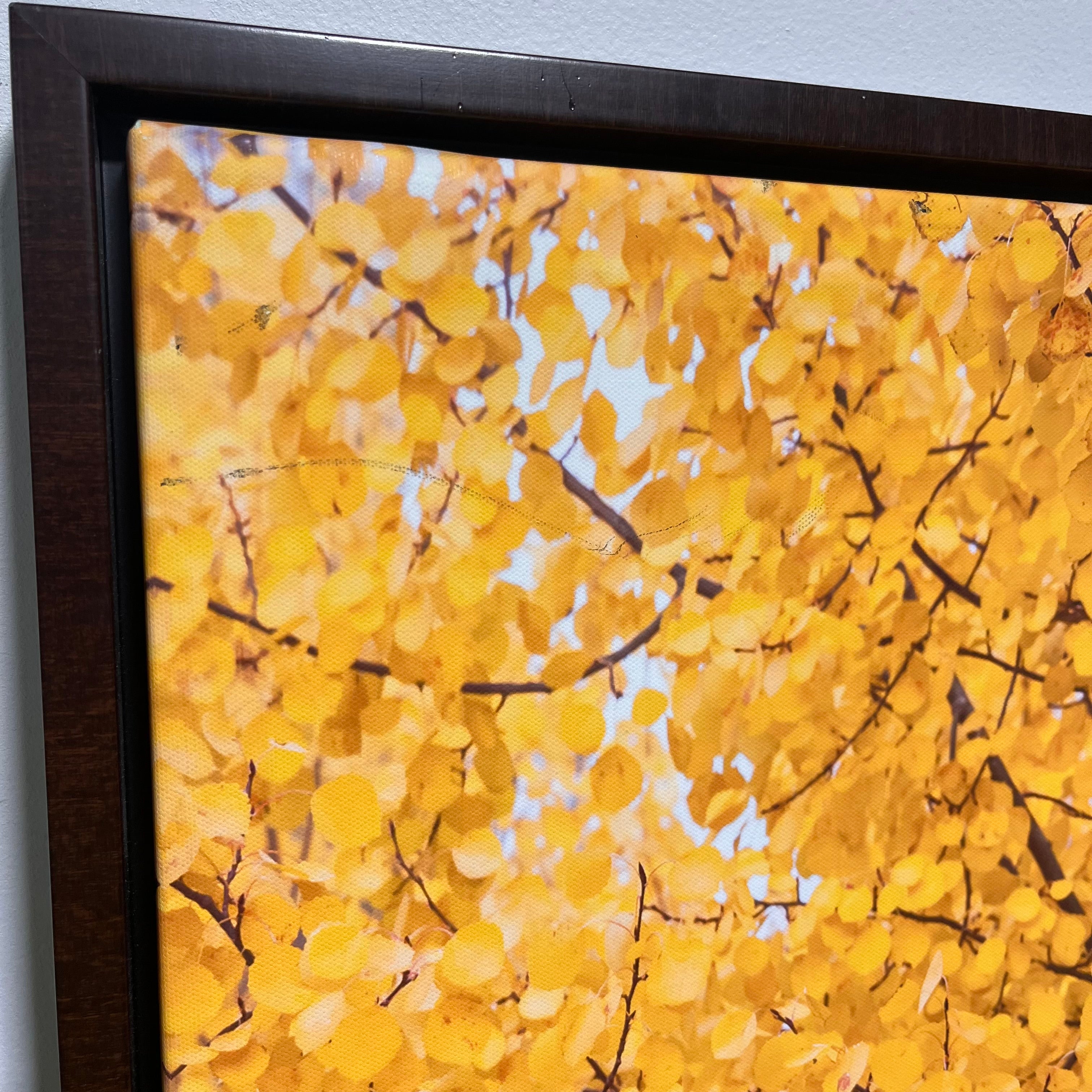 Aspens with Peeping Sky Photograph Print on Framed Canvas Wall Decor; 18"x 28"