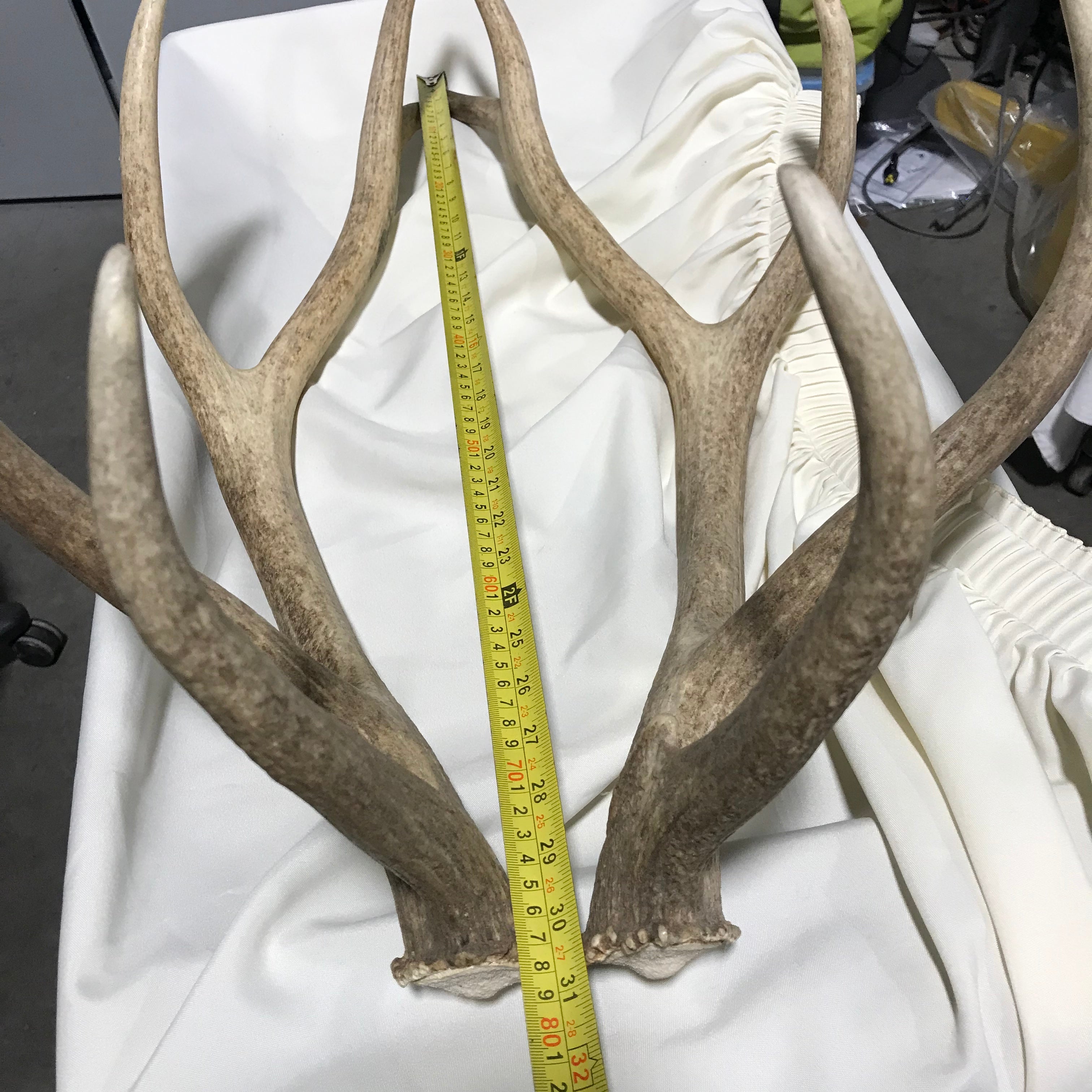 Authentic Rocky Mountain Elk Antler Sheds