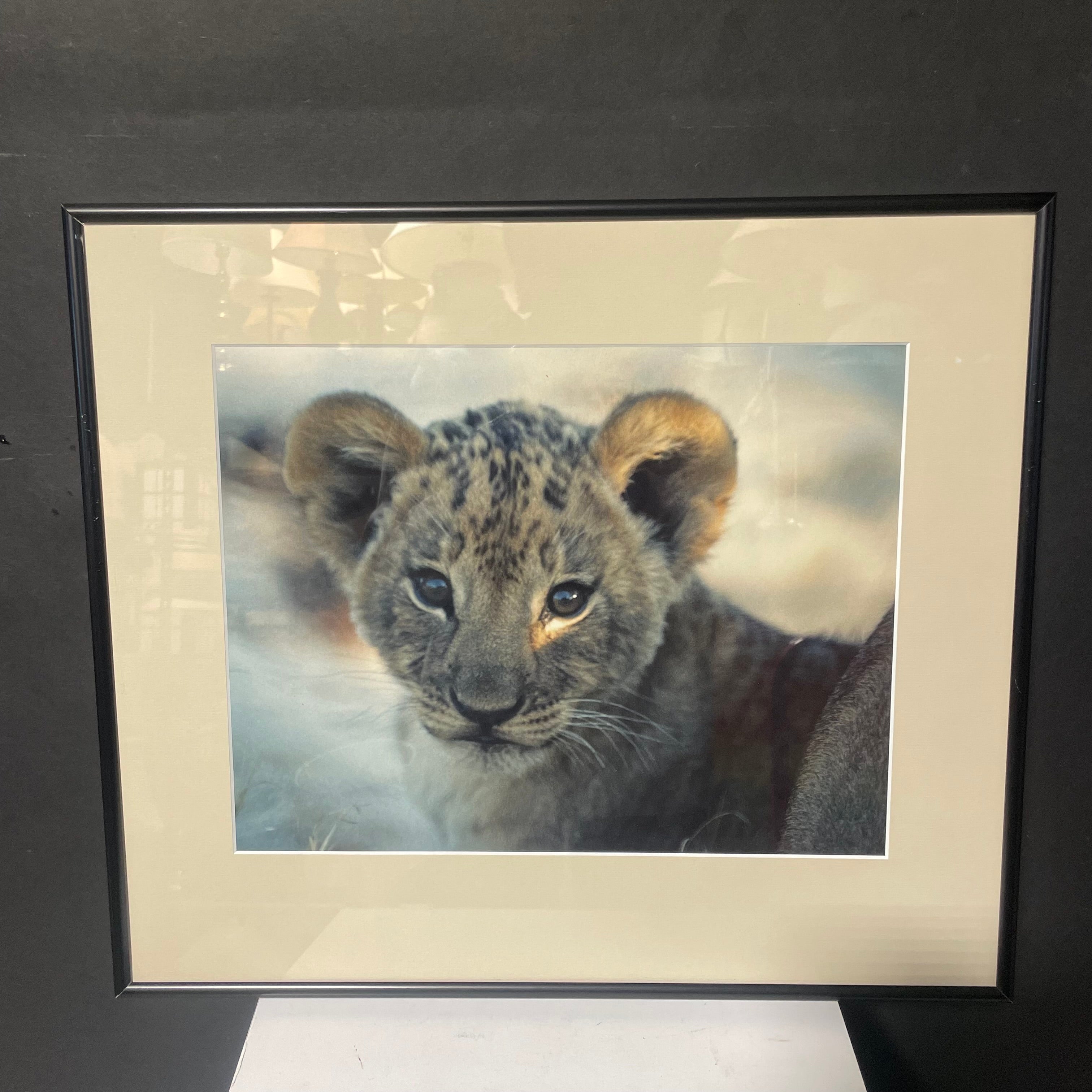 Lion Cub Photograph In A Black Frame 18 1/2" x 16"