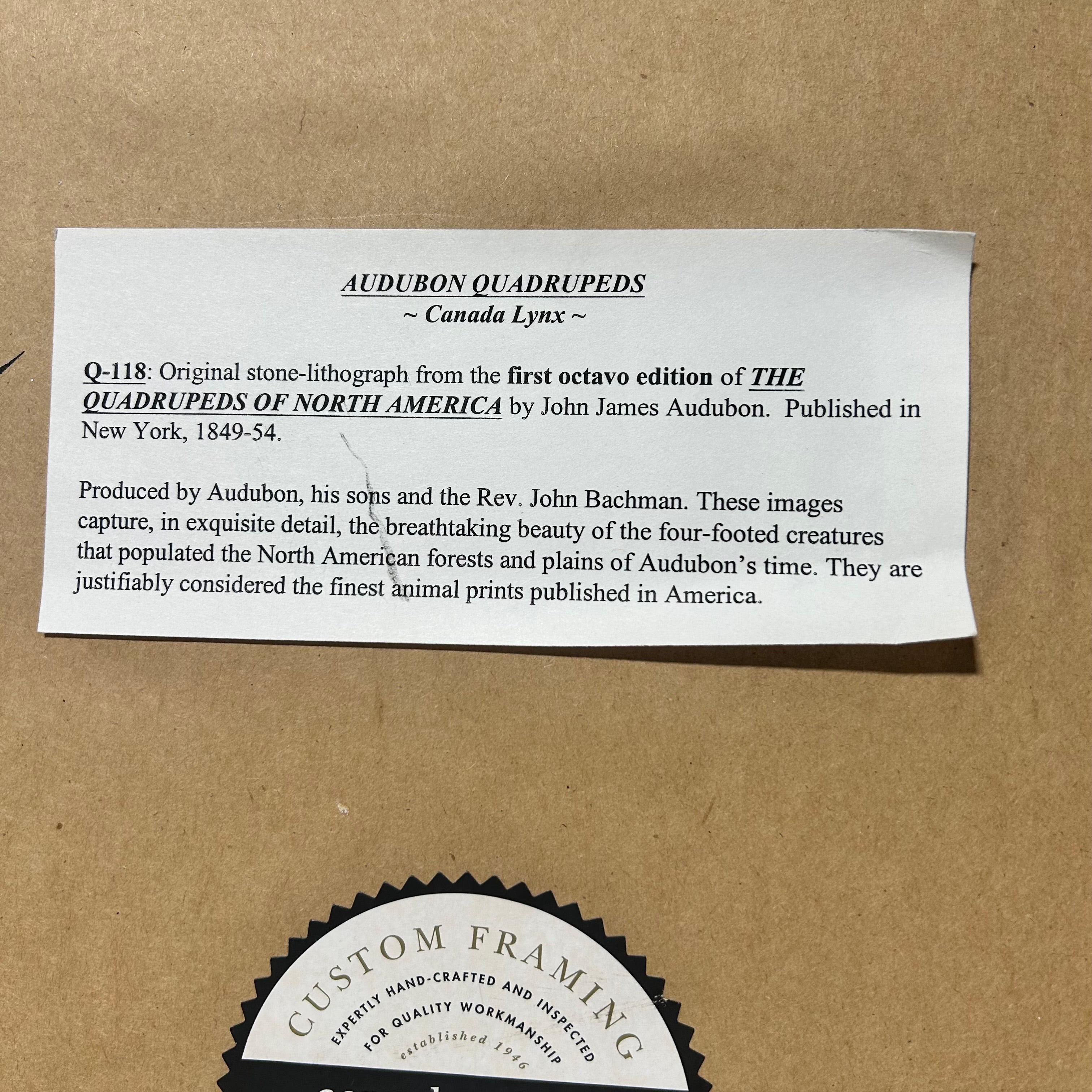 Audubon Bowen Octavo Pl.16. Canada Lynx 23"x 19"