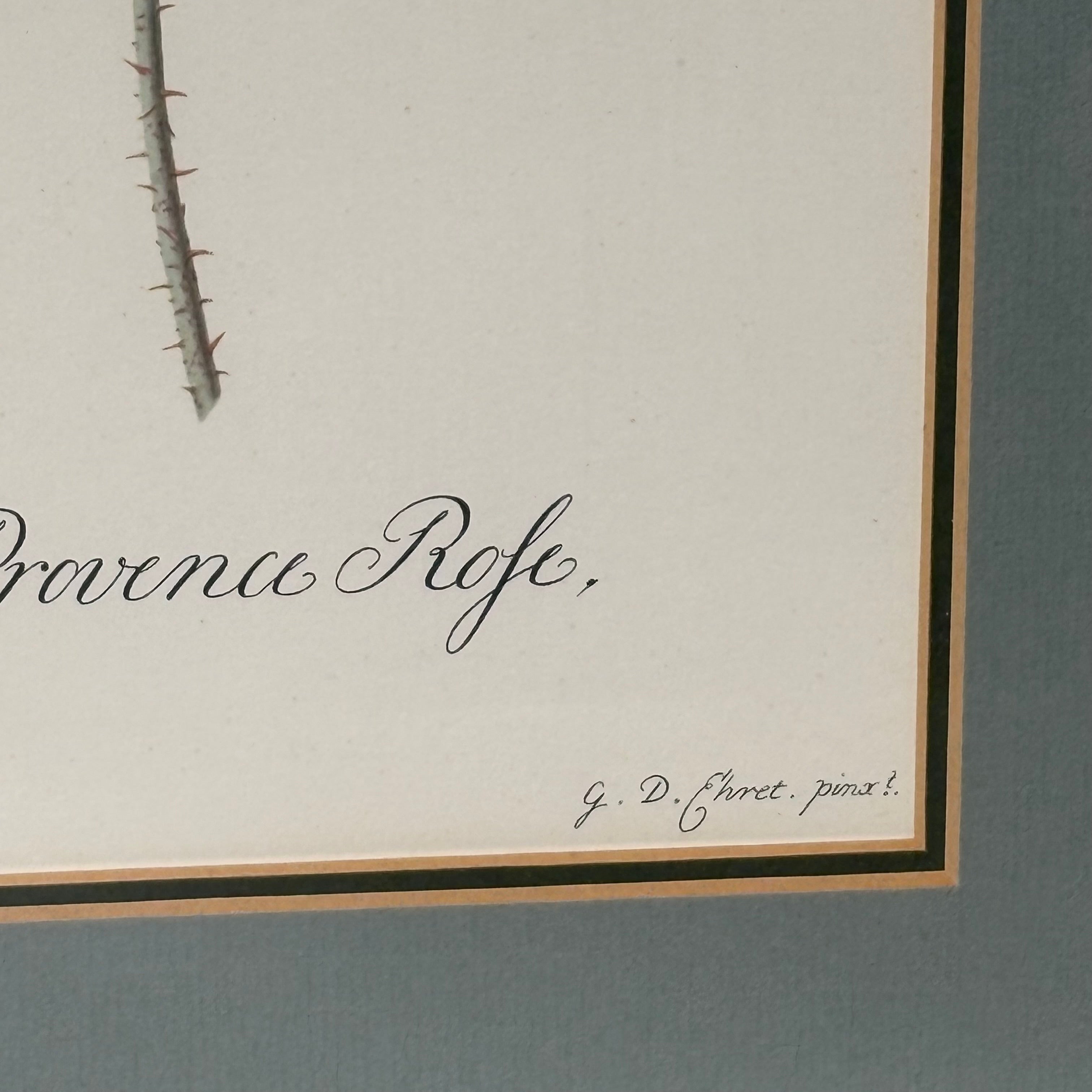 Georg D. Ehret Rosa Mundi Floral Print Framed Wall Decor 16” x 21”