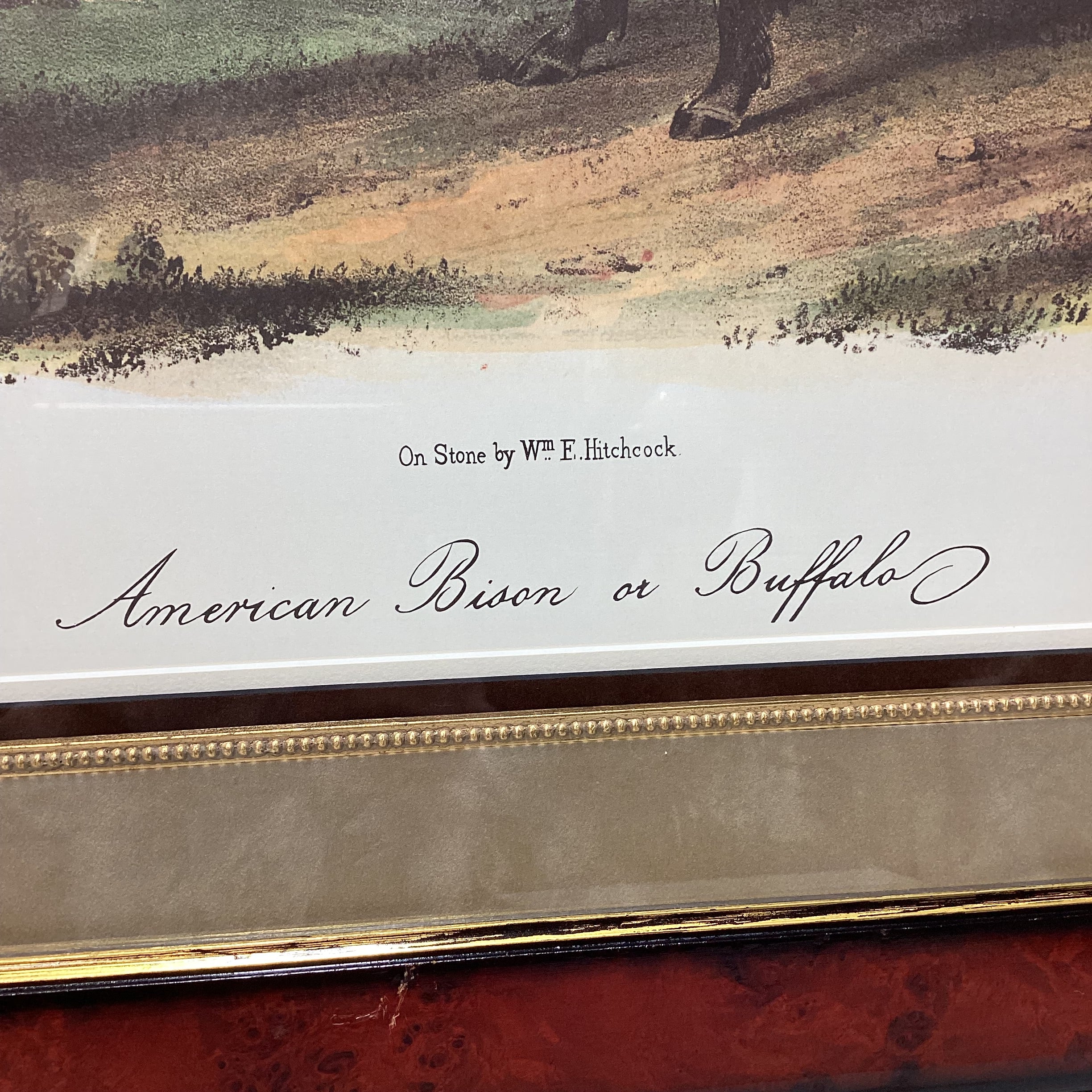 John Audubon "American Bison or Buffalo" Framed Lithograph Print 33.5" x 27.5"