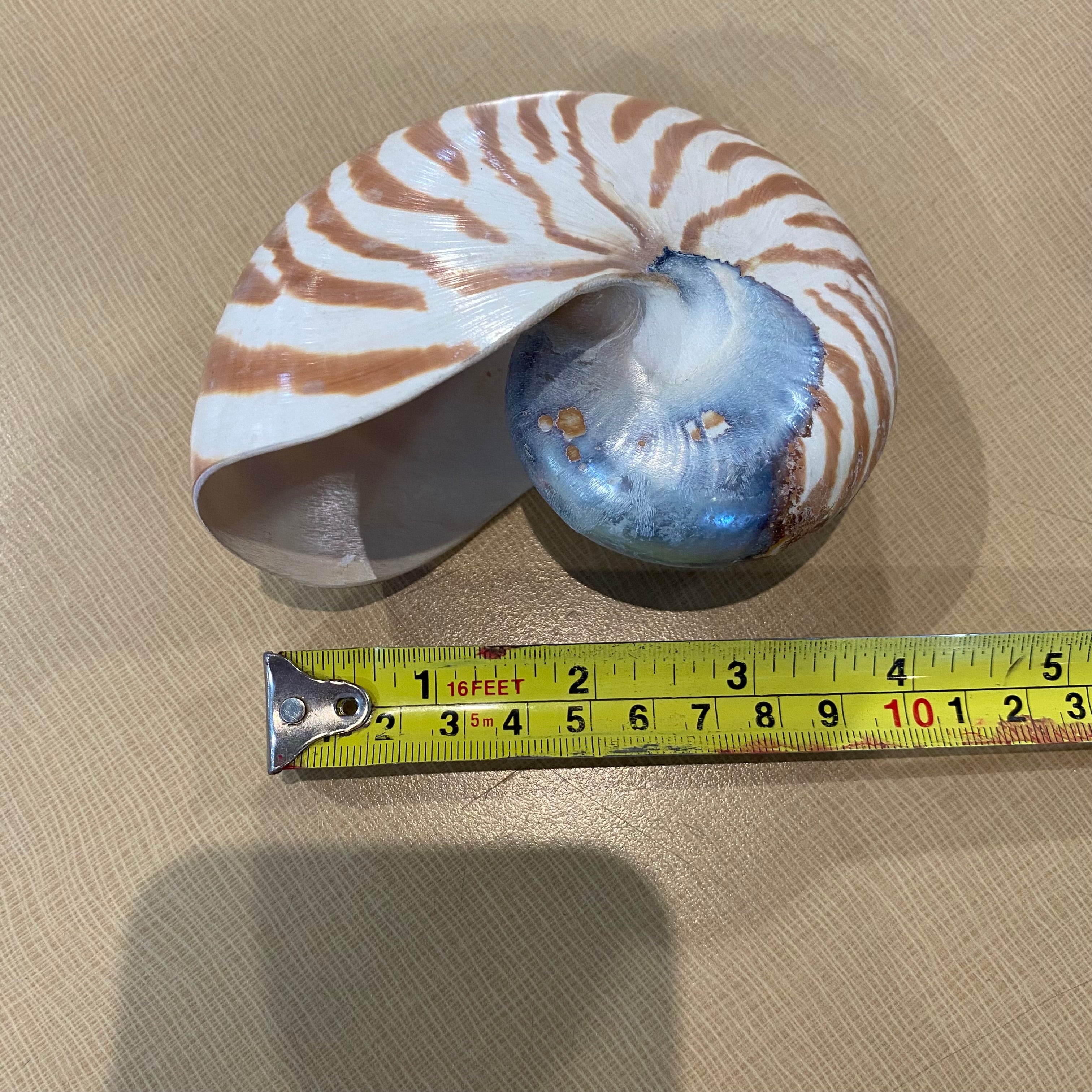 Small Nautilus Circle of Life Sea Shell 3"x 4"