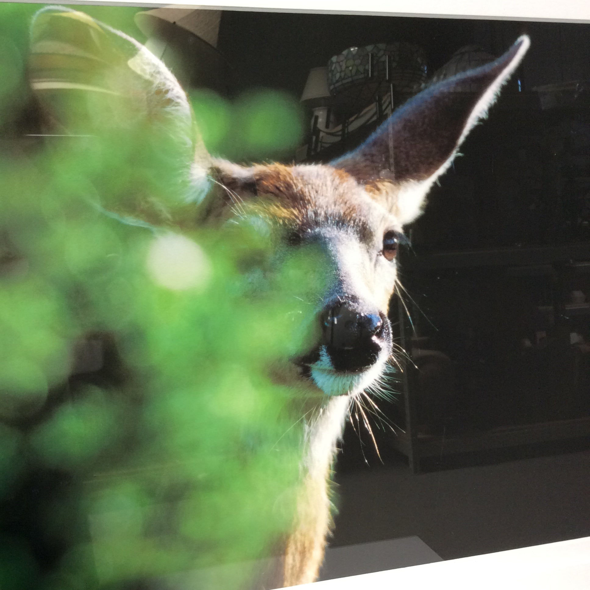 Paul Zautely Signed "Wonder Of The Black-tailed Deer" Giclee Photograph In Frame 25 1/4" x 19 1/2"