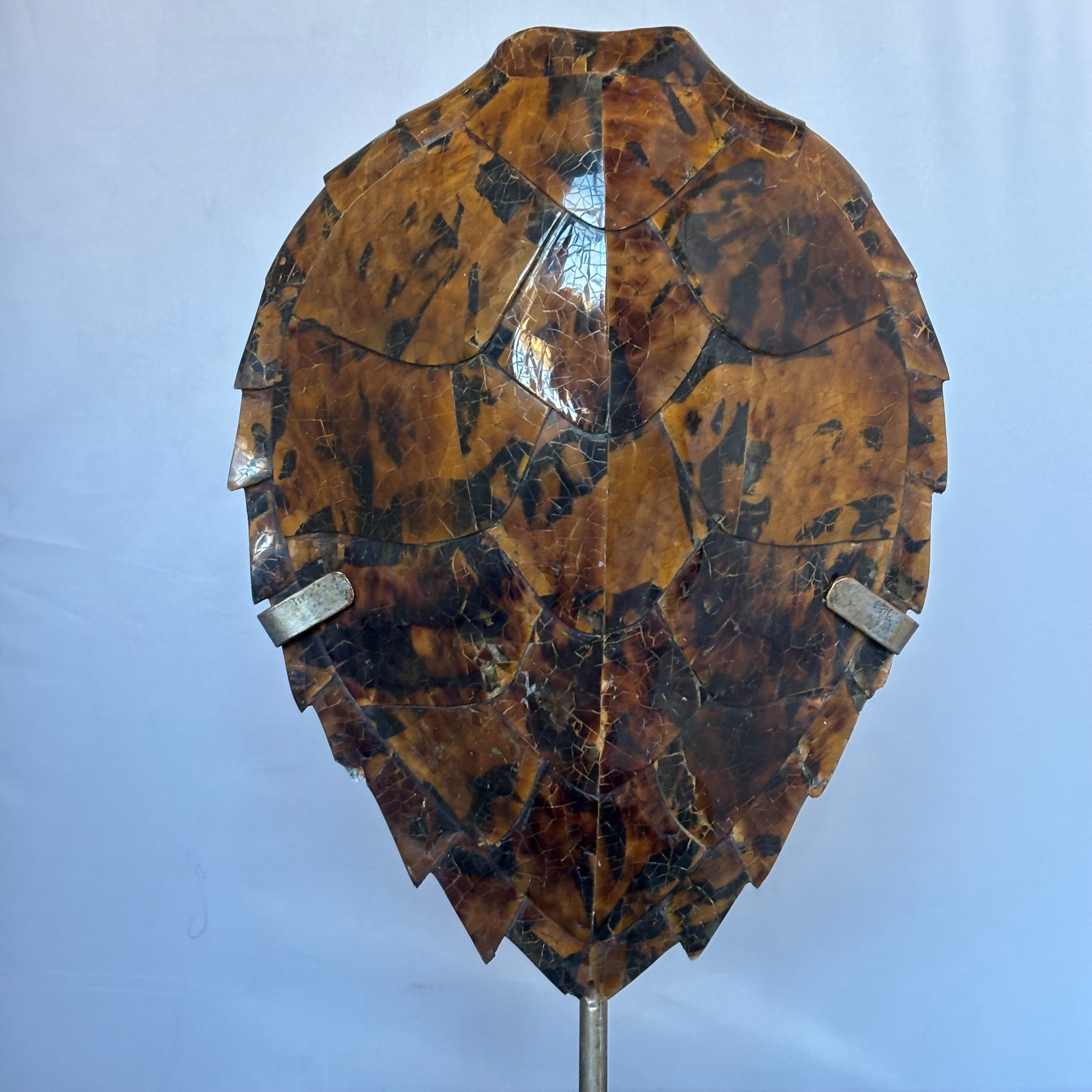 Decorative Detailed Faux Turtle Shell on Metal Stand, 8" x 17"