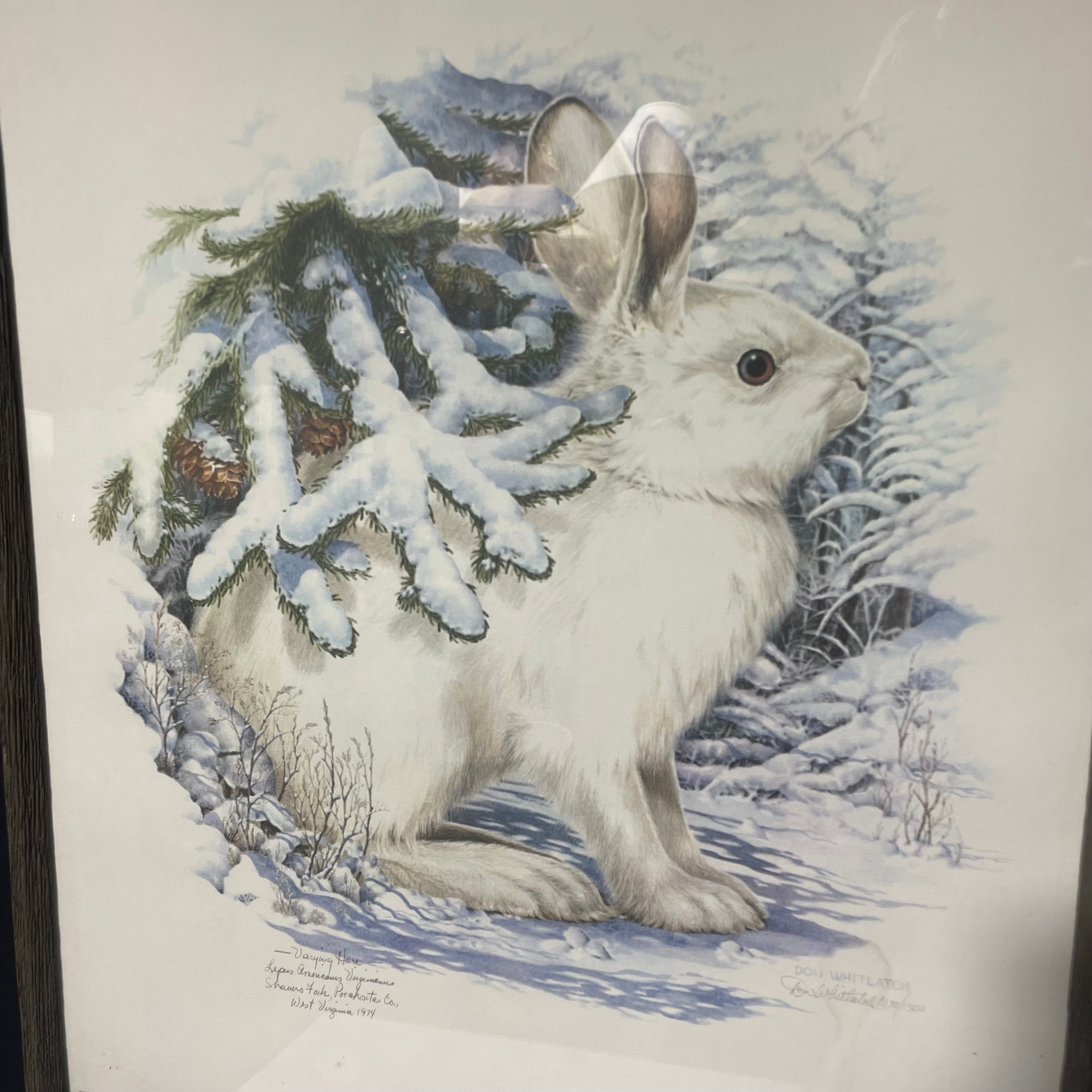 Don Whitlatch Signed Limited Edition "Varying Hare" Print In A Wooden Frame 17" x 21"