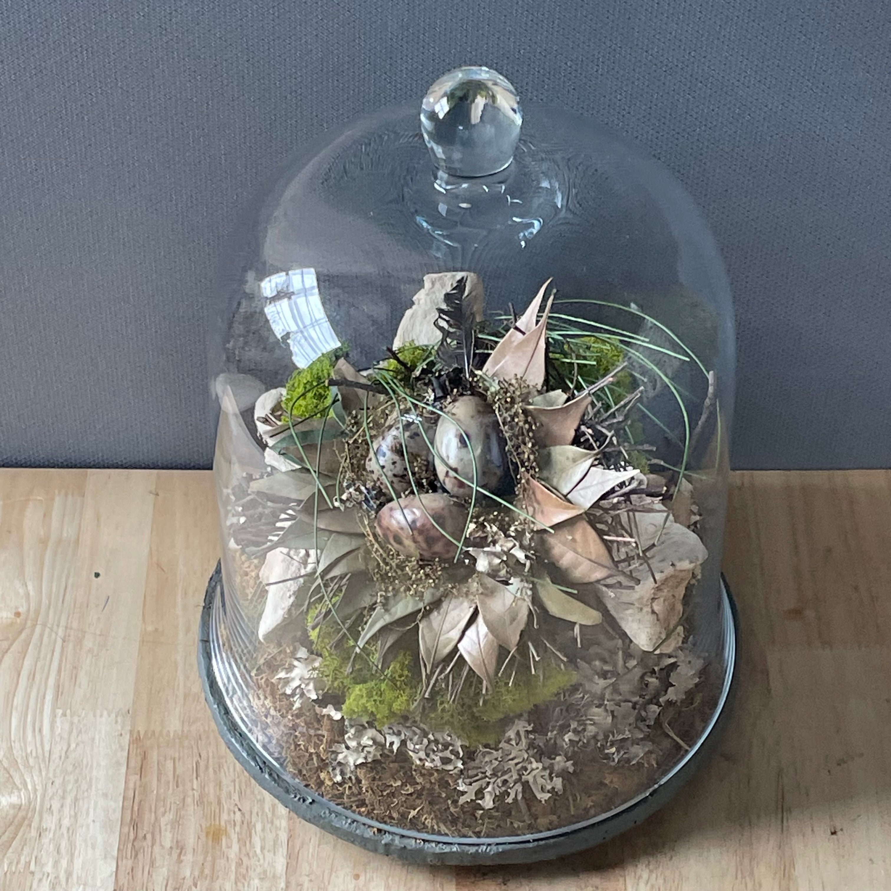 Natural Oddities Glass Cloche Terrarium, 9"x 12.5"