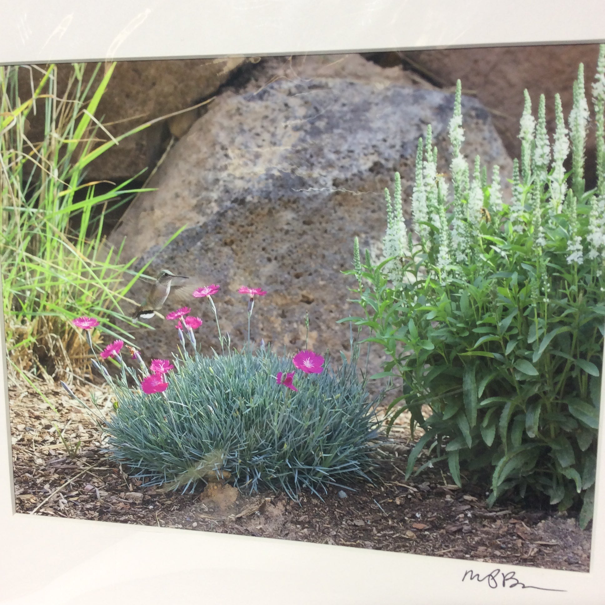 Matted W/Out Frame Signed "Happy Hour Hum" Hummingbird Photograph 14" x 12"