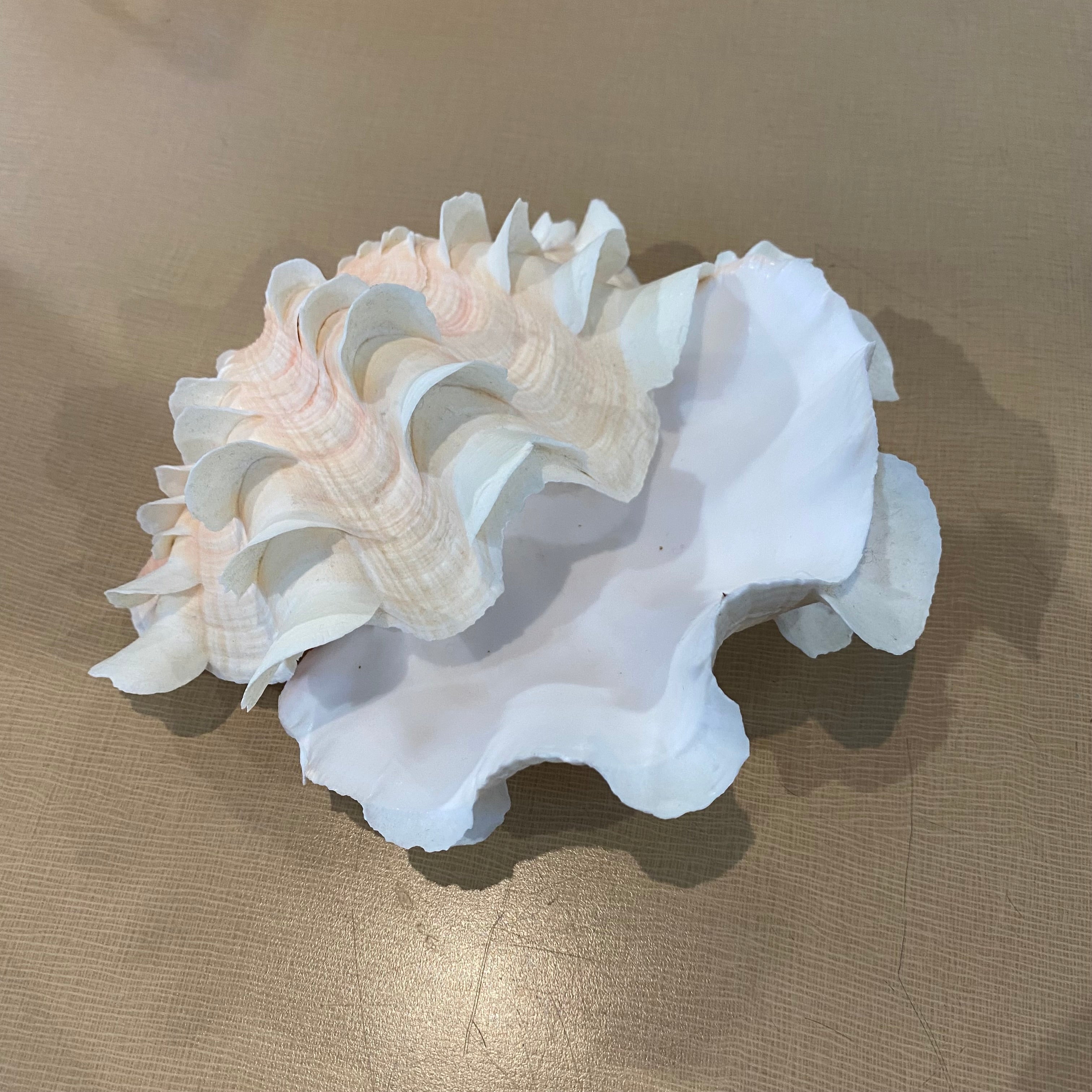Tridacna Fluted Pair Clam Shells 8"x 5"x 5"