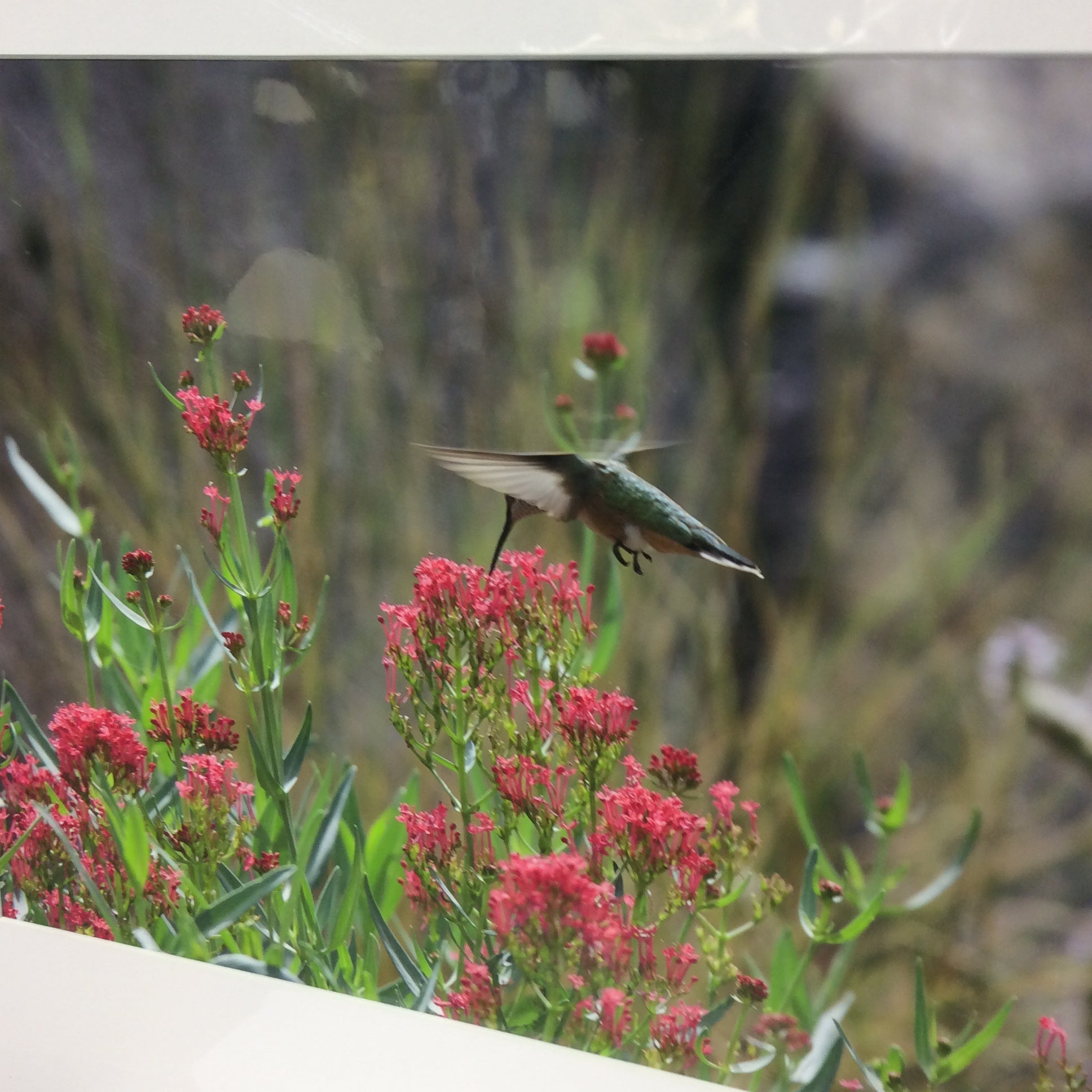 Matted W/Out Frame Signed "Valerian Dreams" Hummingbird Photograph 20" x 17"