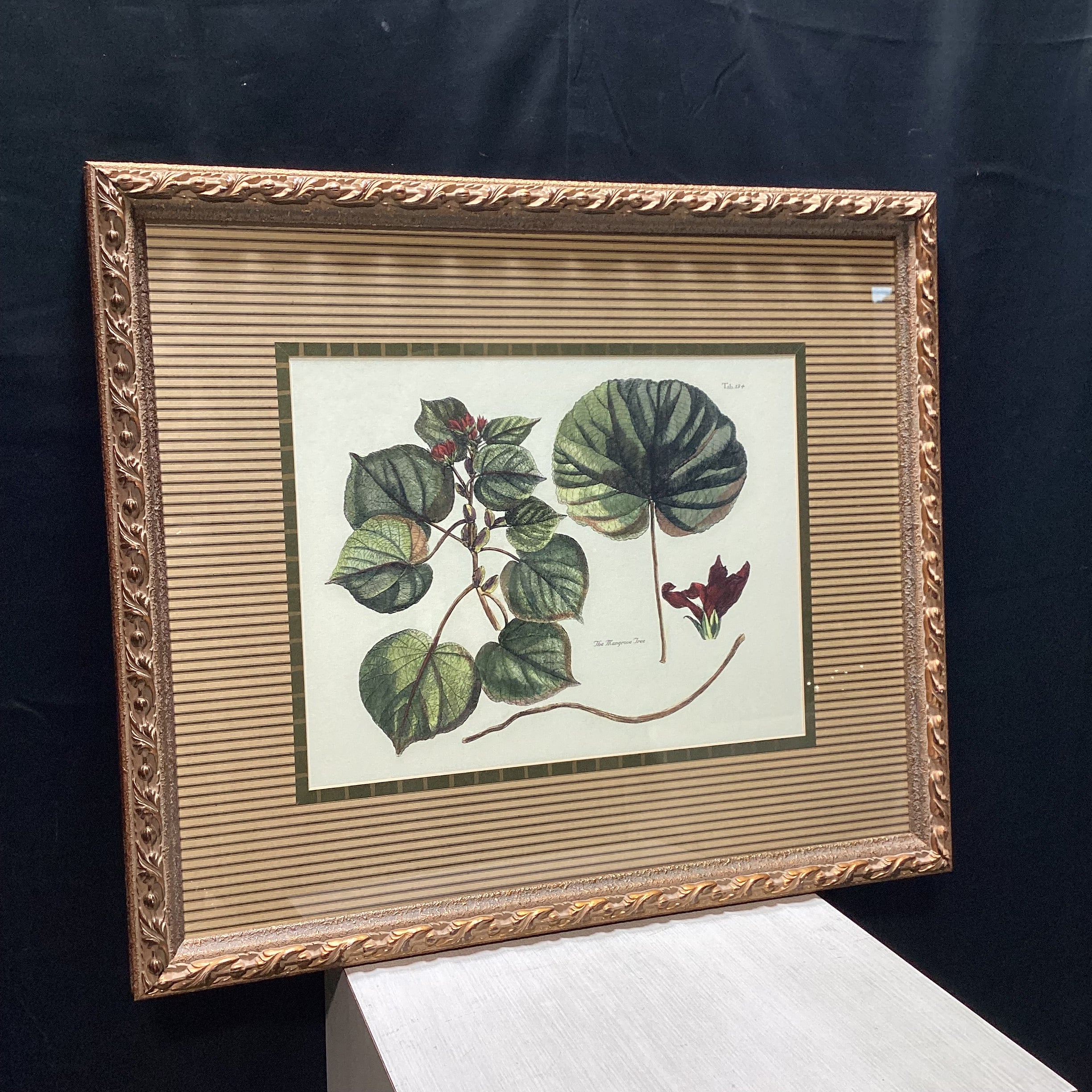 The Mangrove Tree Tab. 134 Framed Print 34.5" x 29.5"
