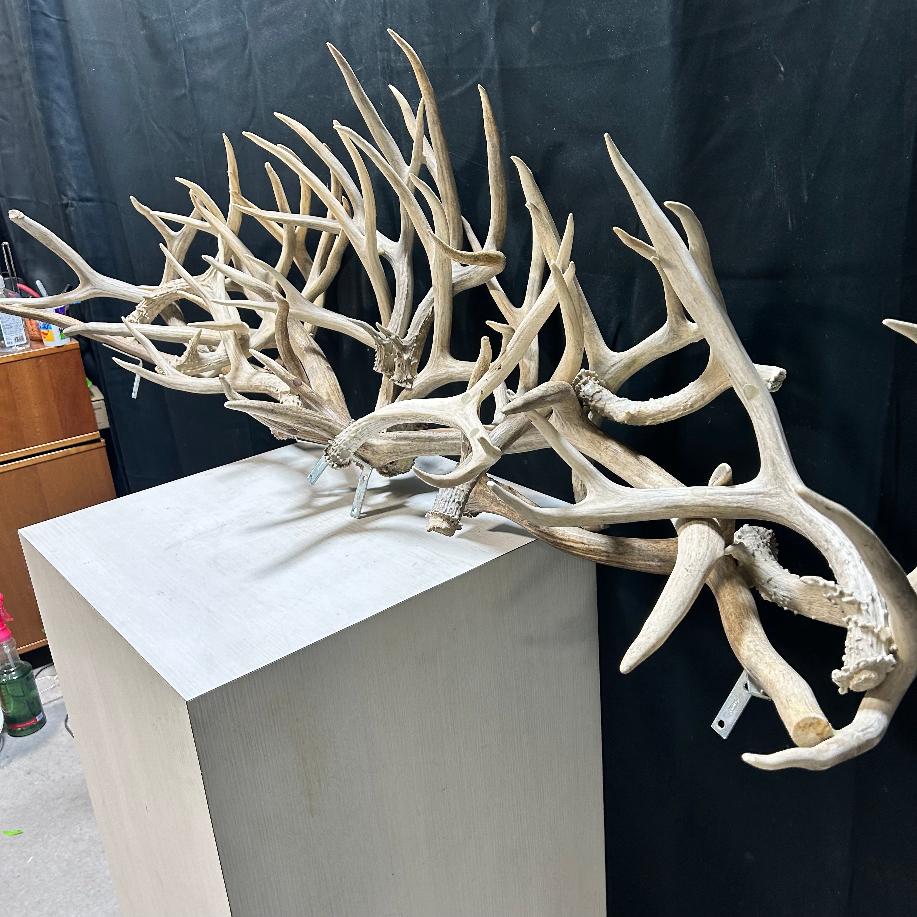 Custom Mount Of Horizontal Natural  Antler Mix 54"x 19'x 14"