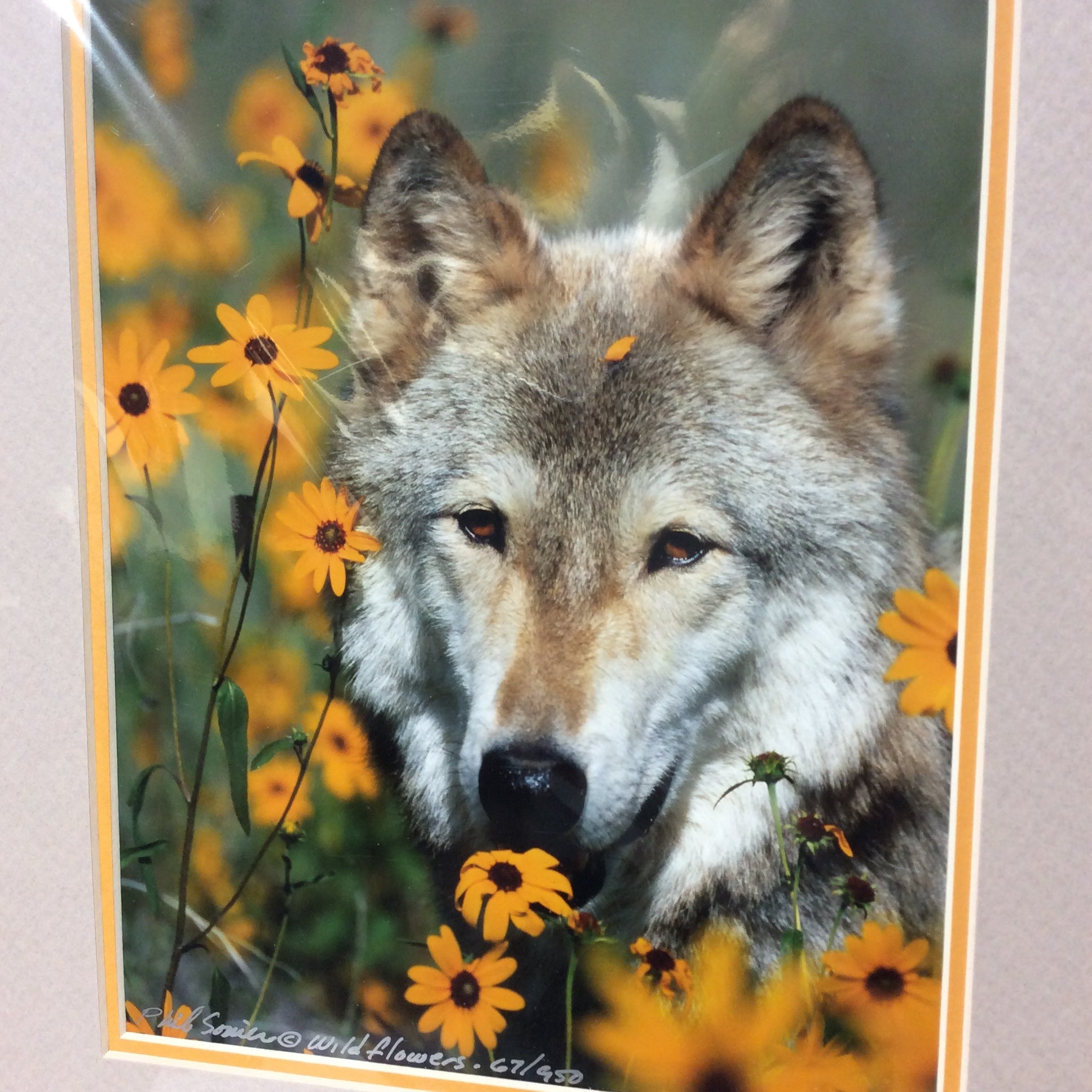 Matted W/Out Frame Signed Limited Edition "Rescued Grey Wolf 1998" Portrait Photograph 11" x 14"