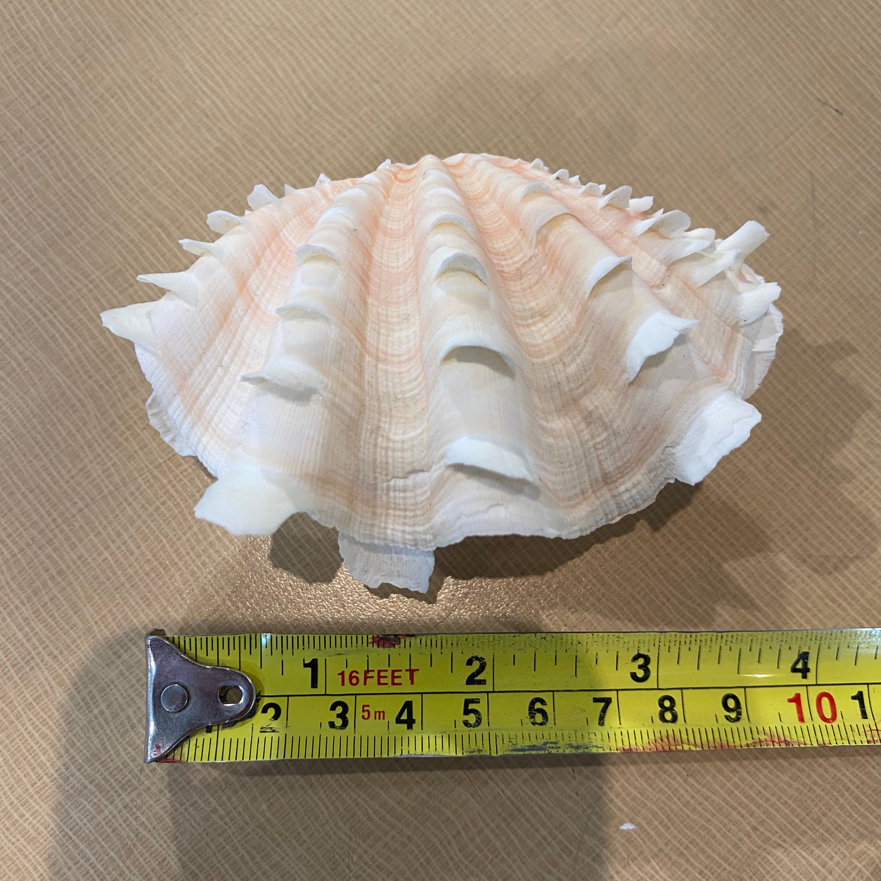 Tridacna Fluted Pair Baby Clam Shells 4"x 3"x 2.5"