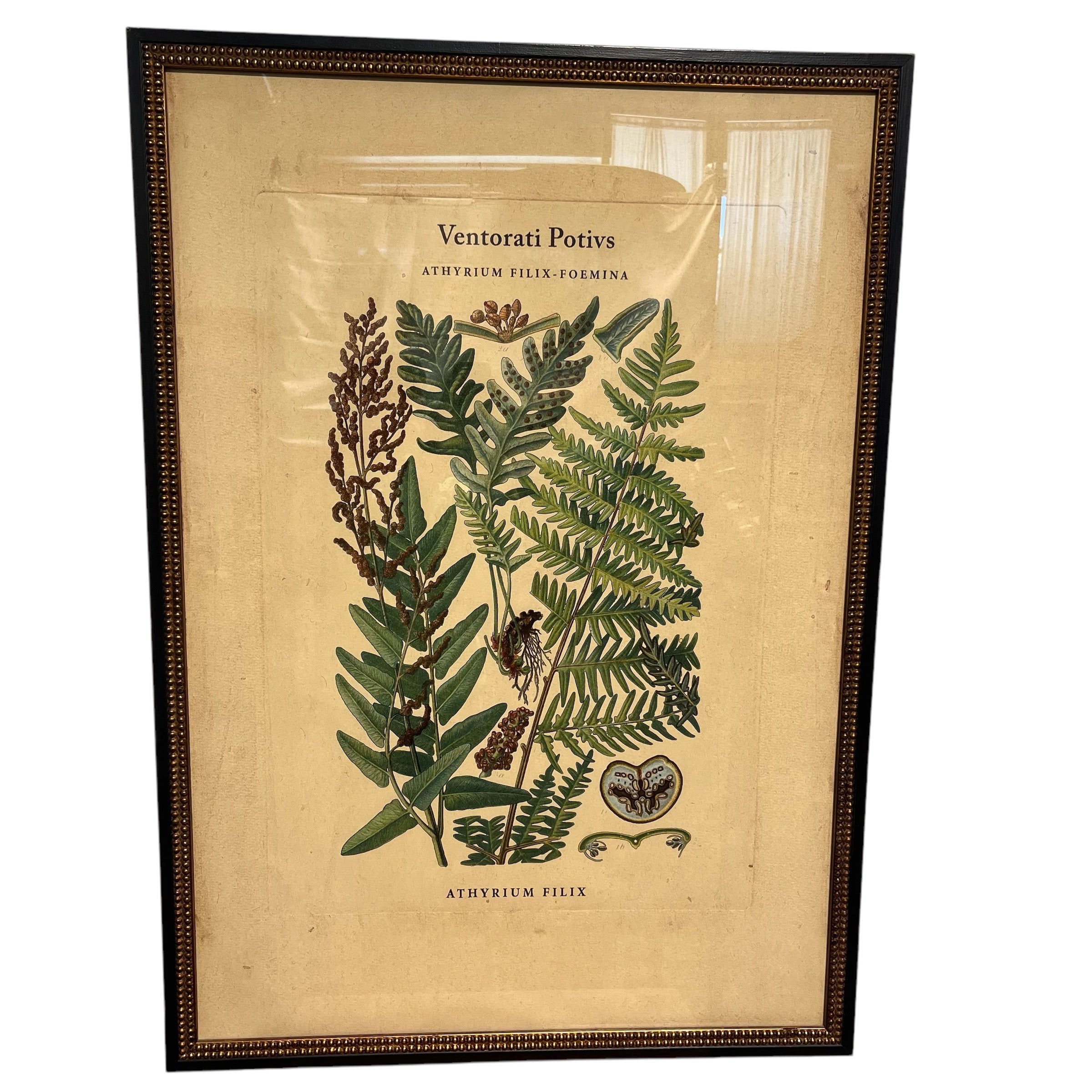 Athyrium Filix Botanical Reproduction Print on Paper Wall Decor; 27"x 38"