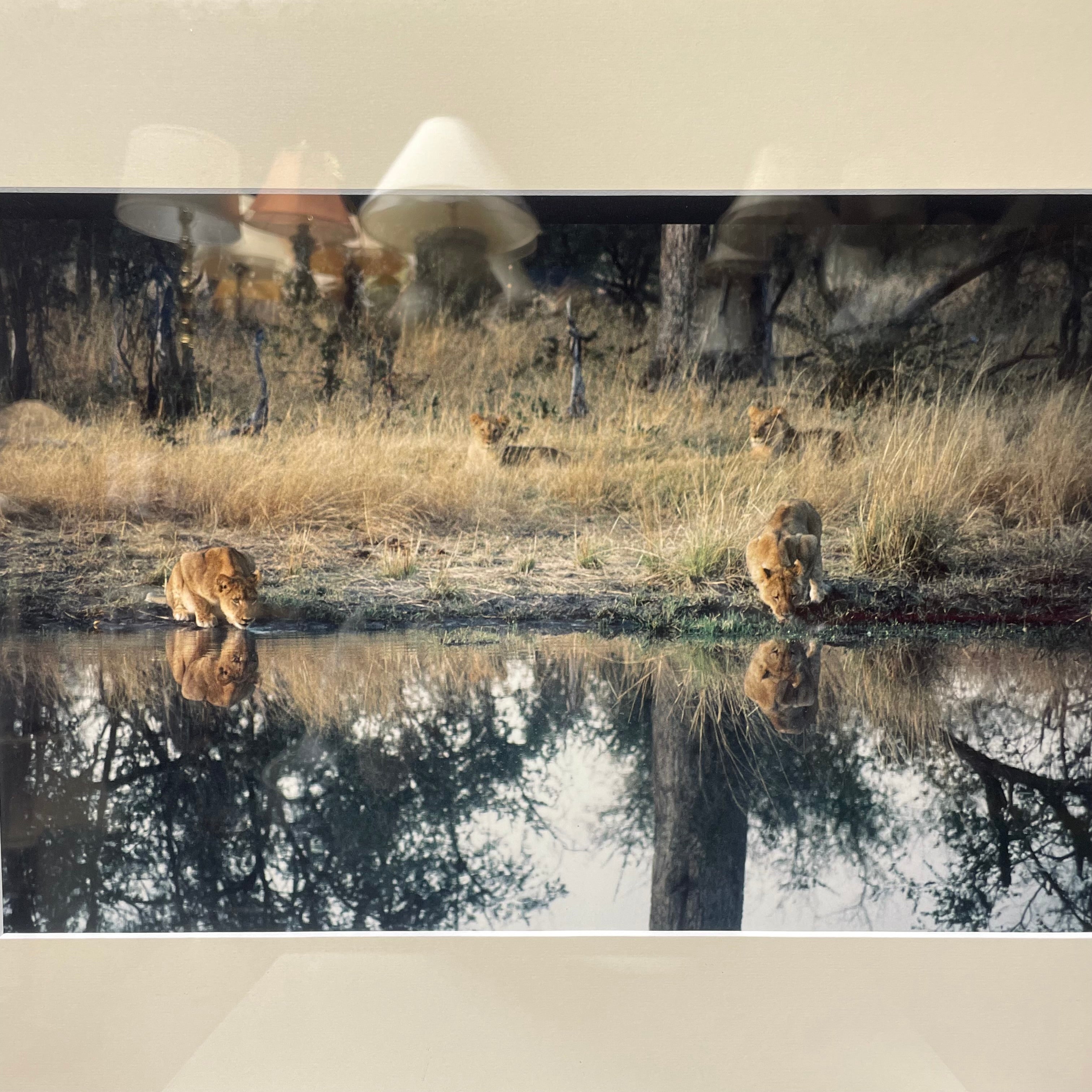 Lions Drinking At The Watering Hole Photograph In A Black Frame 19" x 15"