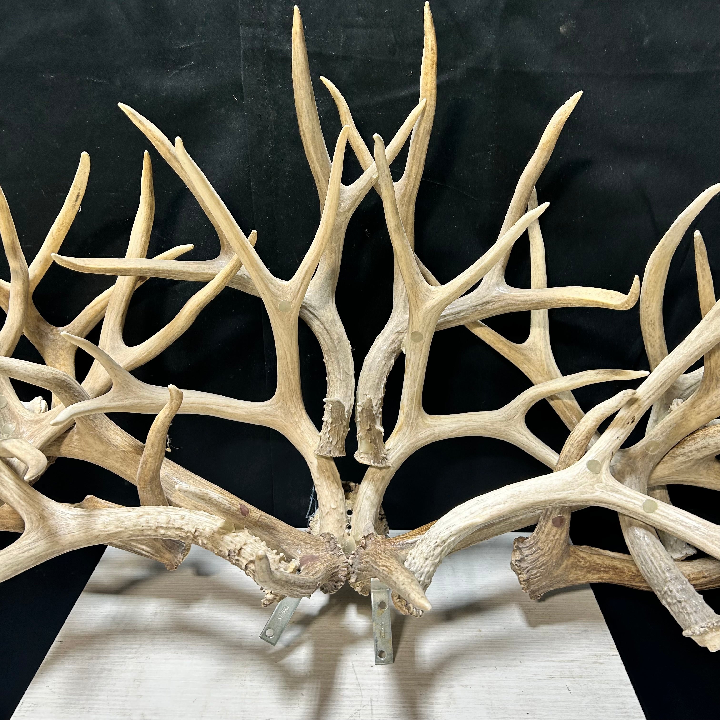 Custom Mount Of Horizontal Natural  Antler Mix 54"x 19'x 14"