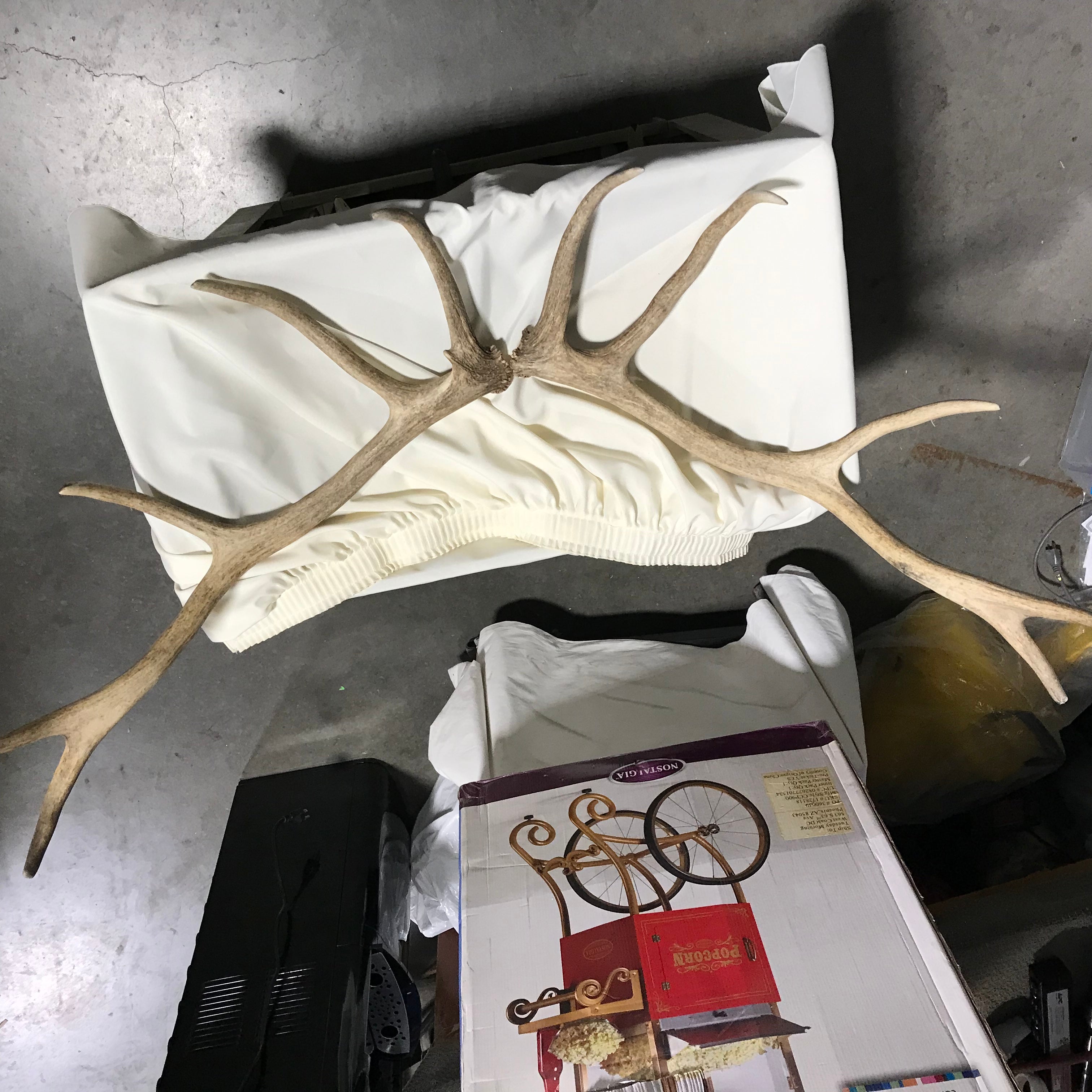 Authentic Rocky Mountain Elk Antler Sheds