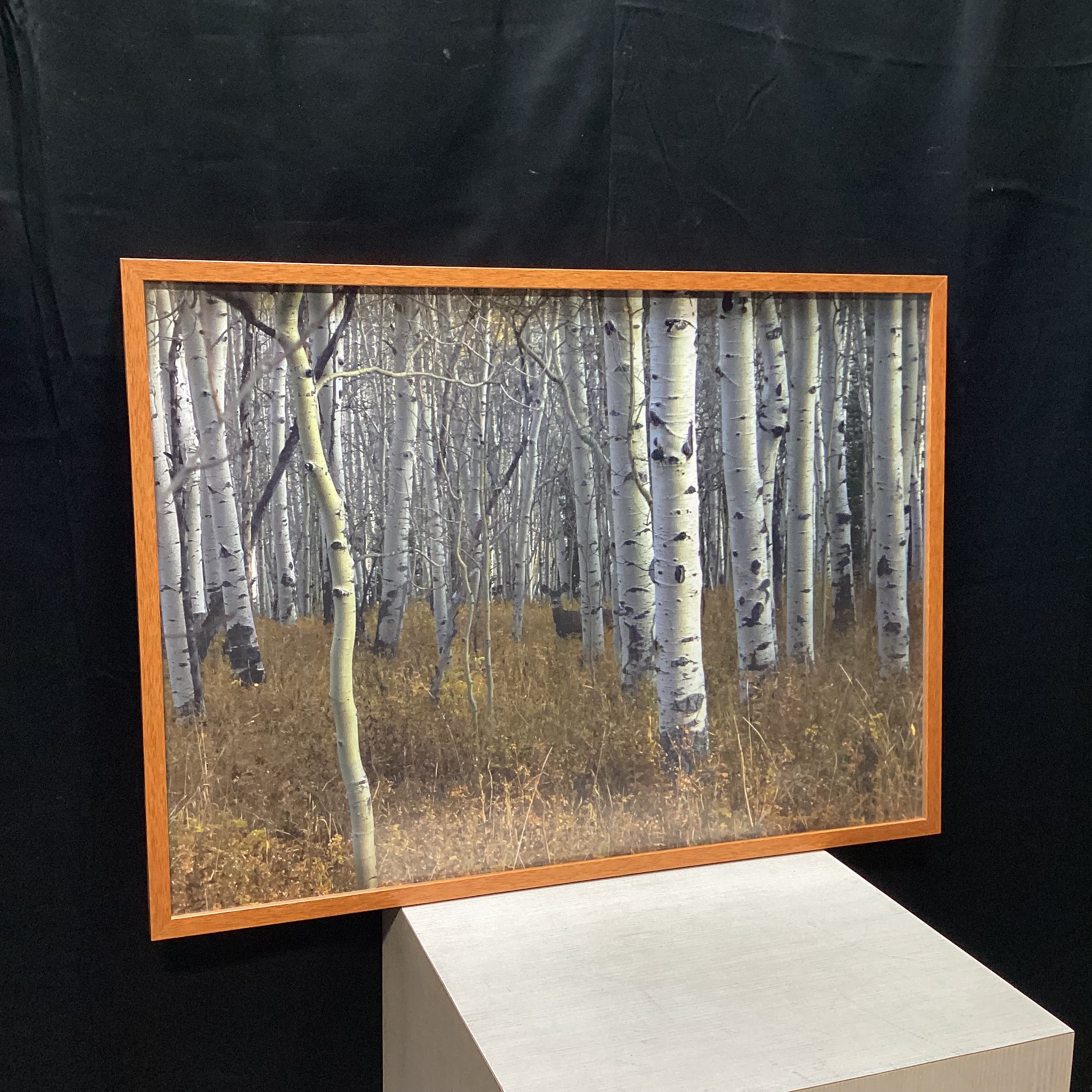 Forest Photograph With Deer In Wooden Frame 36" x 26"