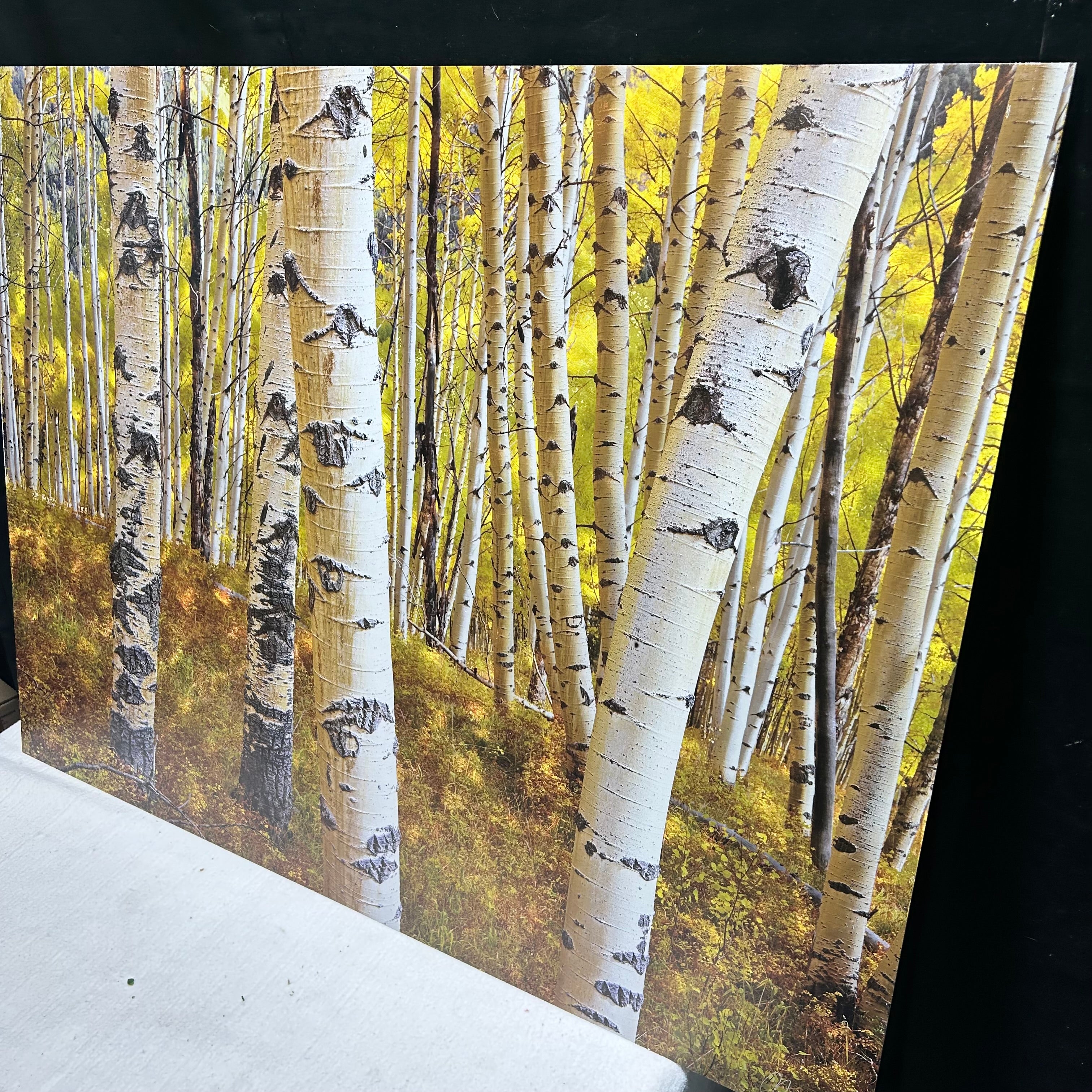 Aspen Tree Photography Signed On Metal Backing 40"x 30"