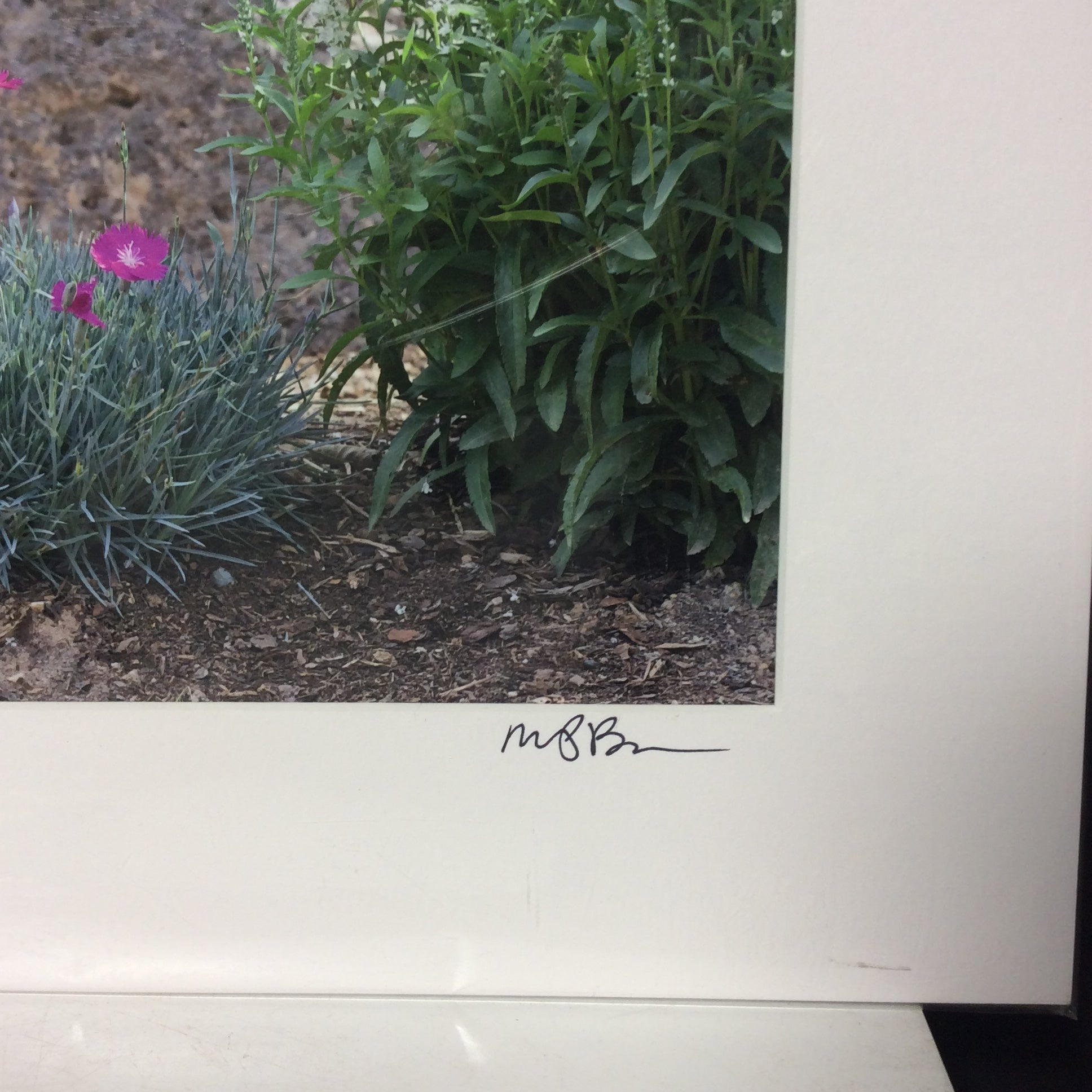 Matted W/Out Frame Signed "Happy Hour Hum" Hummingbird Photograph 14" x 12"