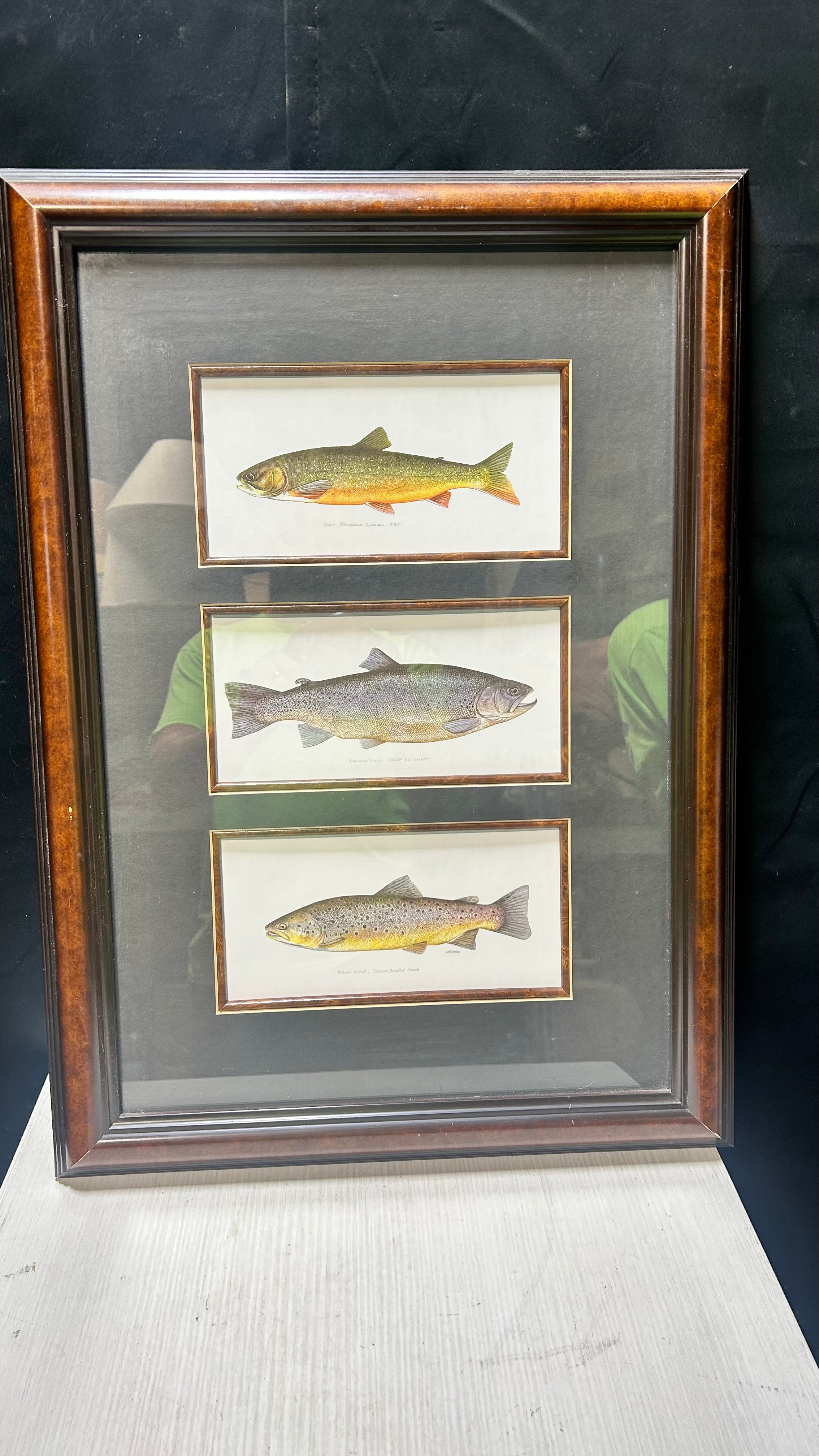 Framed Trout Illustration 19"x 26"