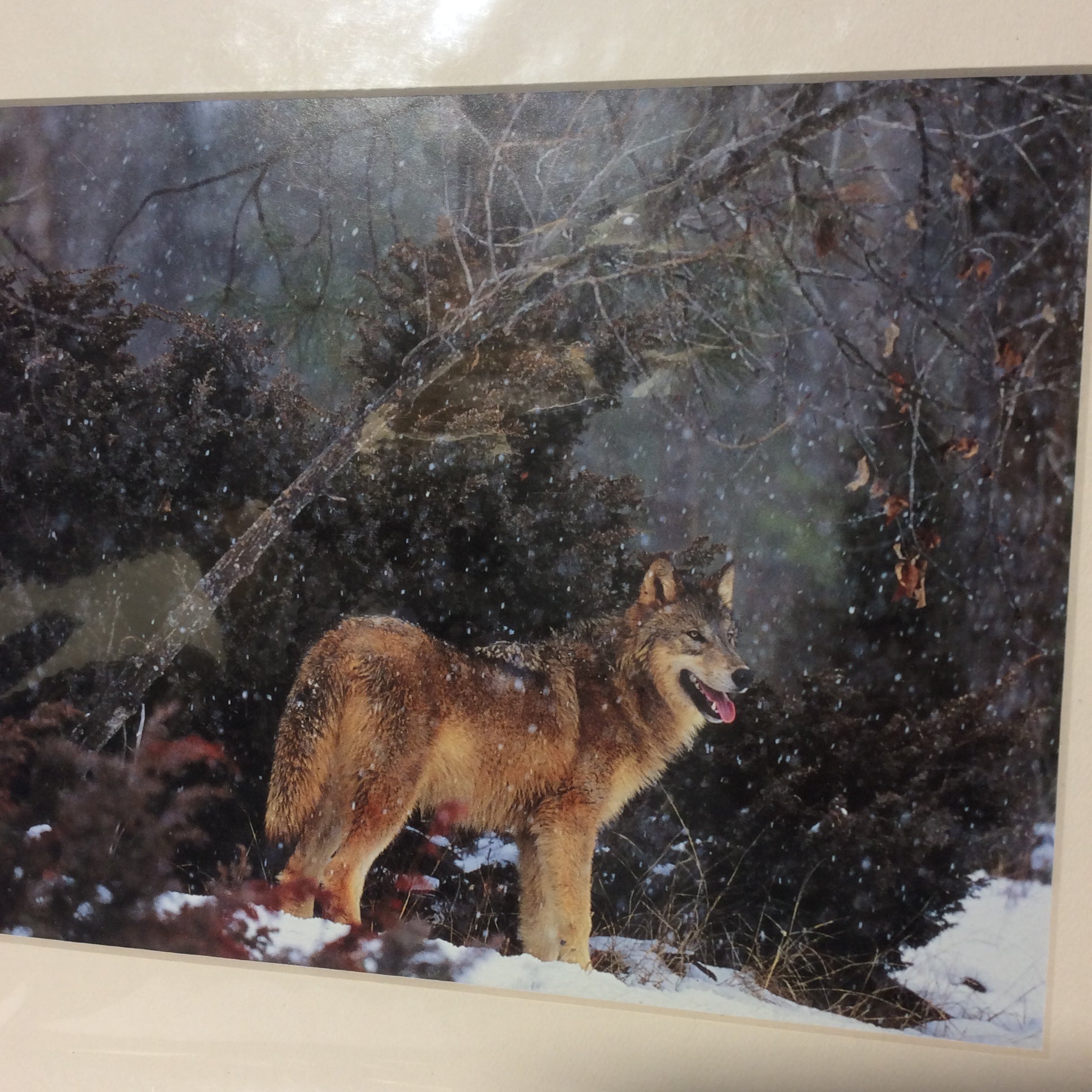Matted W/Out Frame Wolf Portrait Photographs 11" x 14"