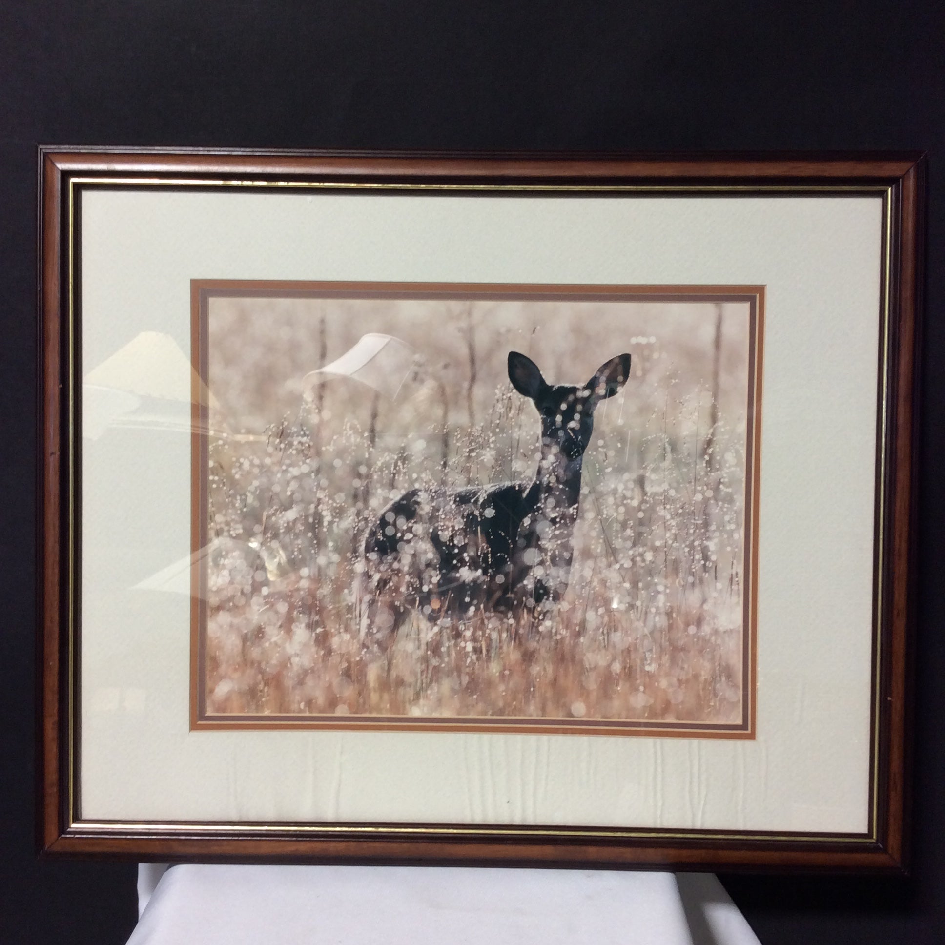 Terrell Campbell "White-Tail Princess" Photograph Print In Wood Frame 22" x 18"