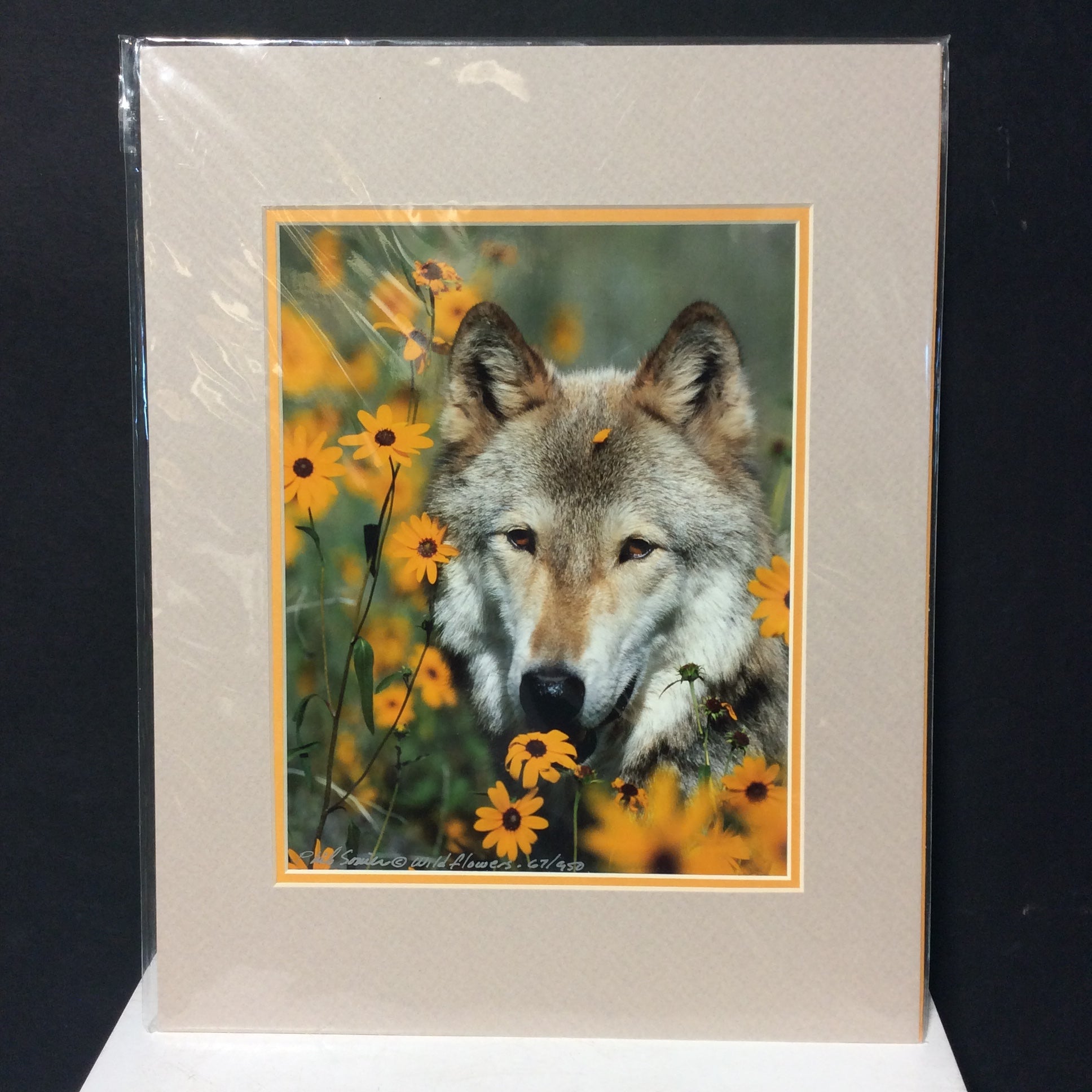 Matted W/Out Frame Signed Limited Edition "Rescued Grey Wolf 1998" Portrait Photograph 11" x 14"