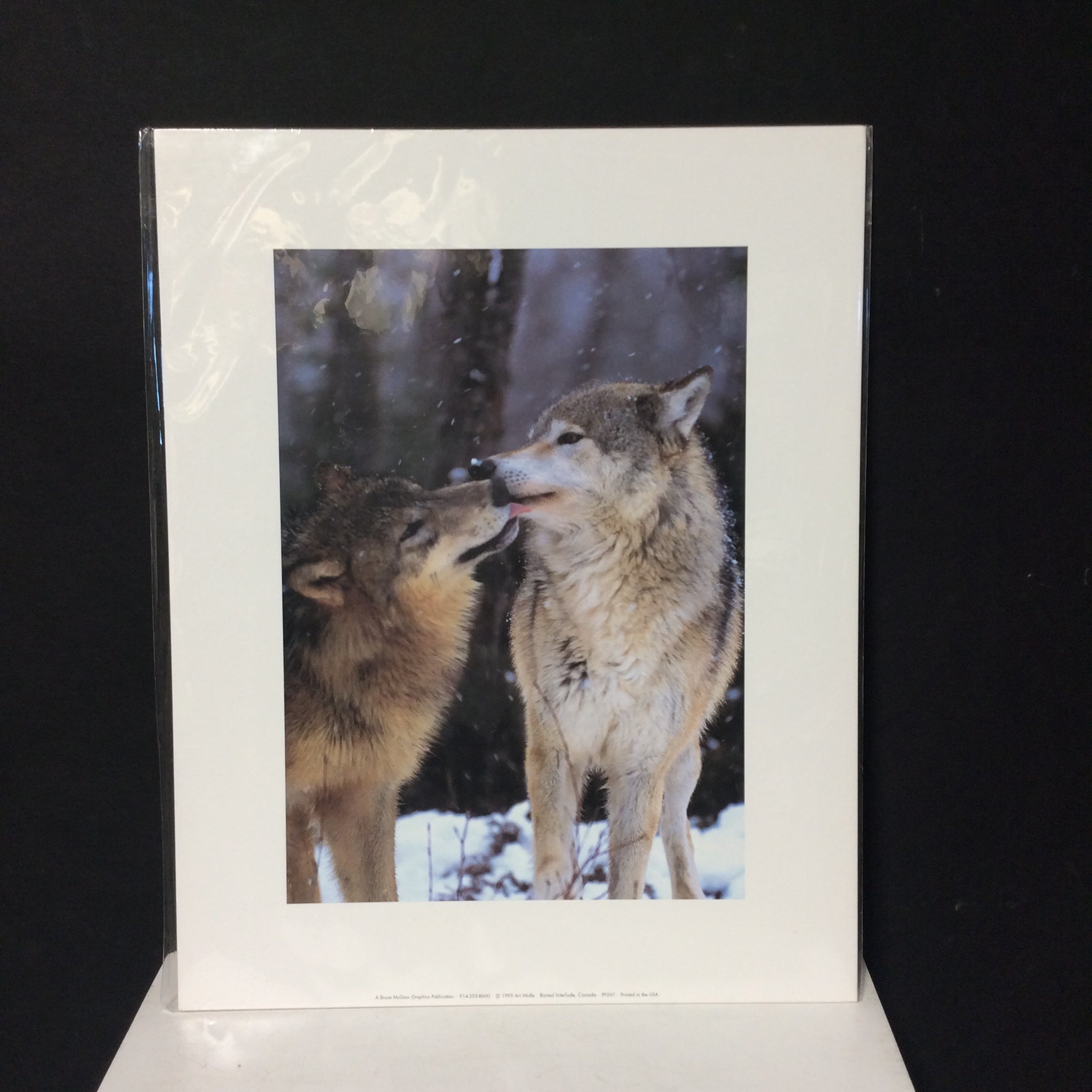 Matted W/Out Frame Wolf Portrait Photographs 11" x 14"