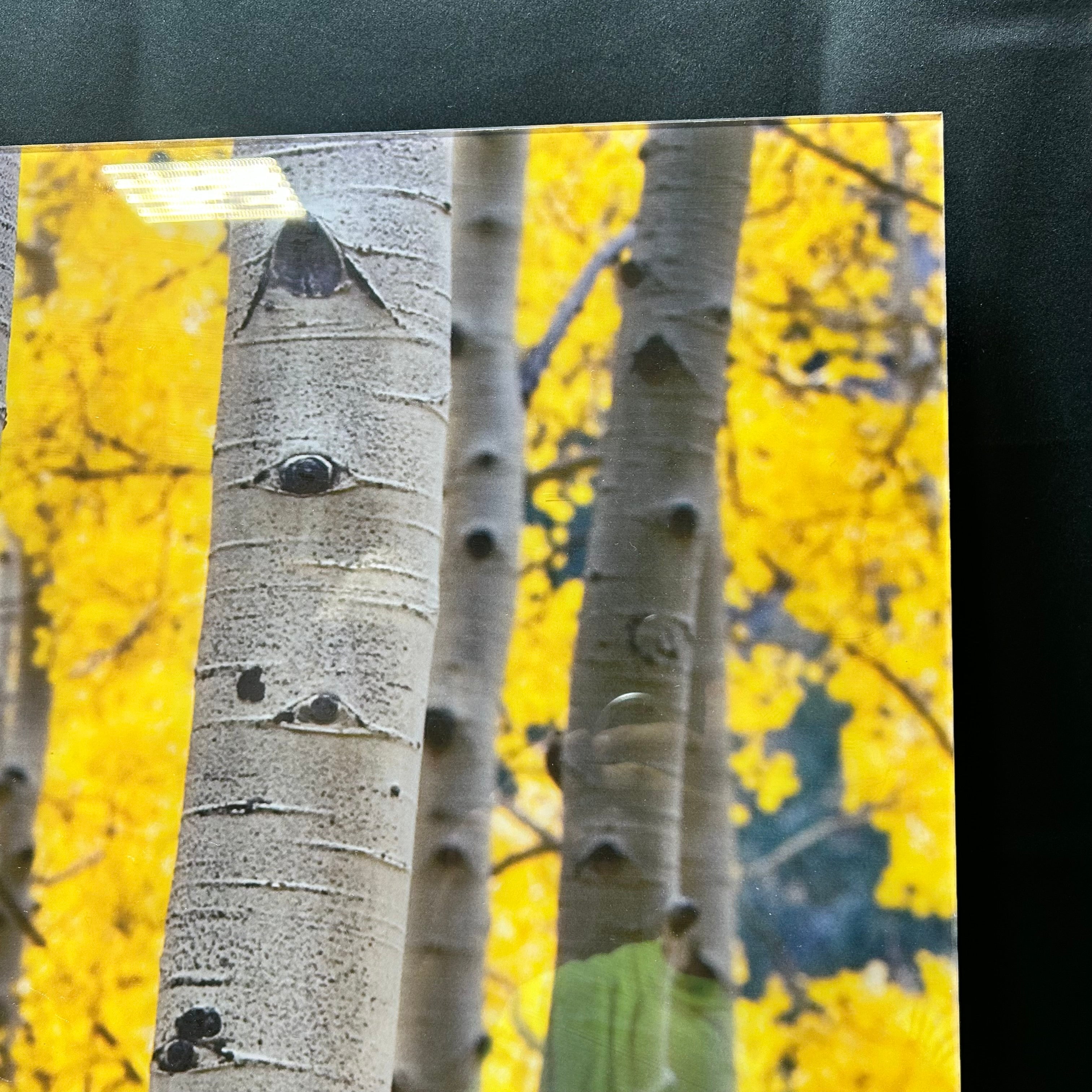 Jamie Cook Acrylic Aspen Trees III Print 40"x 40"