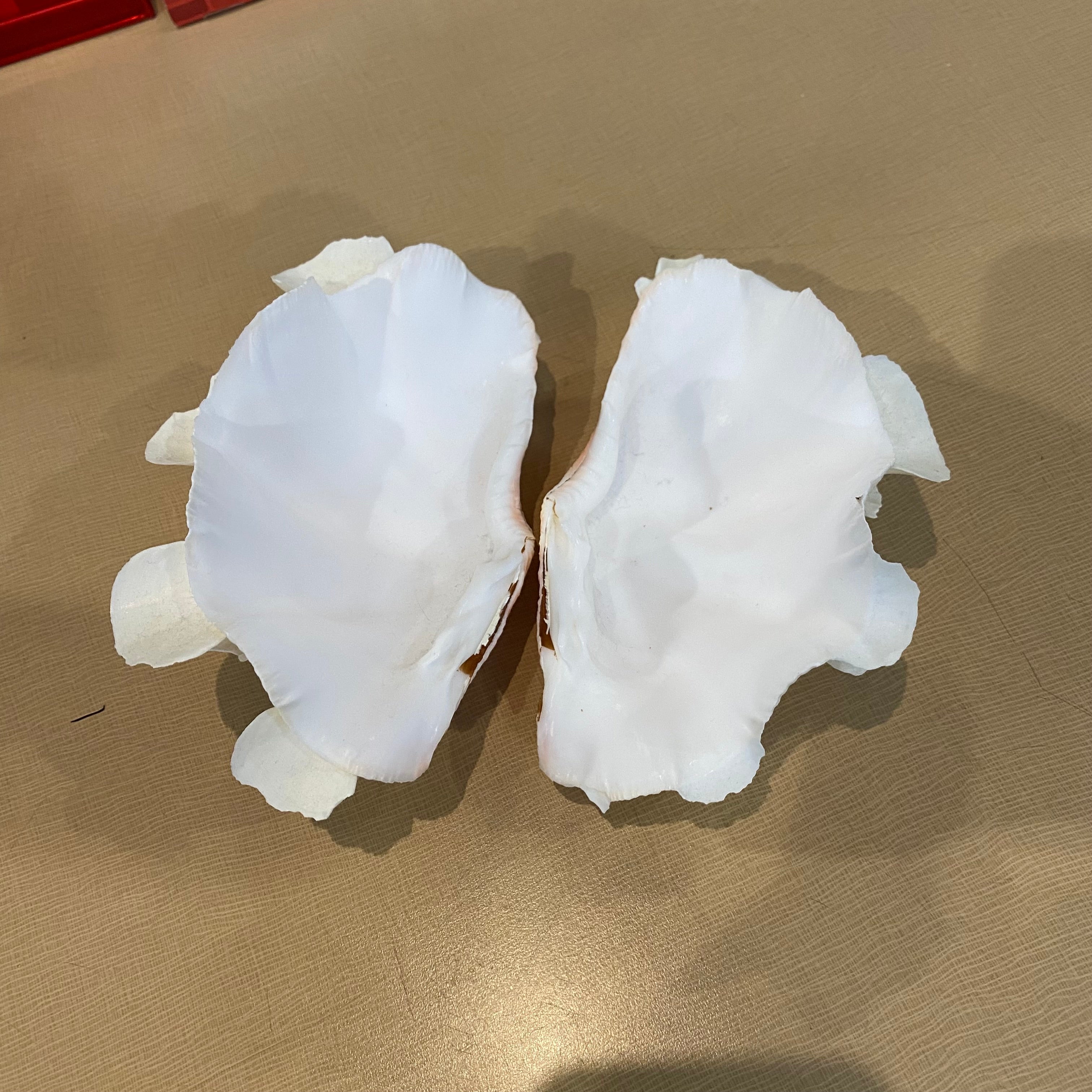 Tridacna Fluted Pair Clam Shells 8"x 5"x 5"