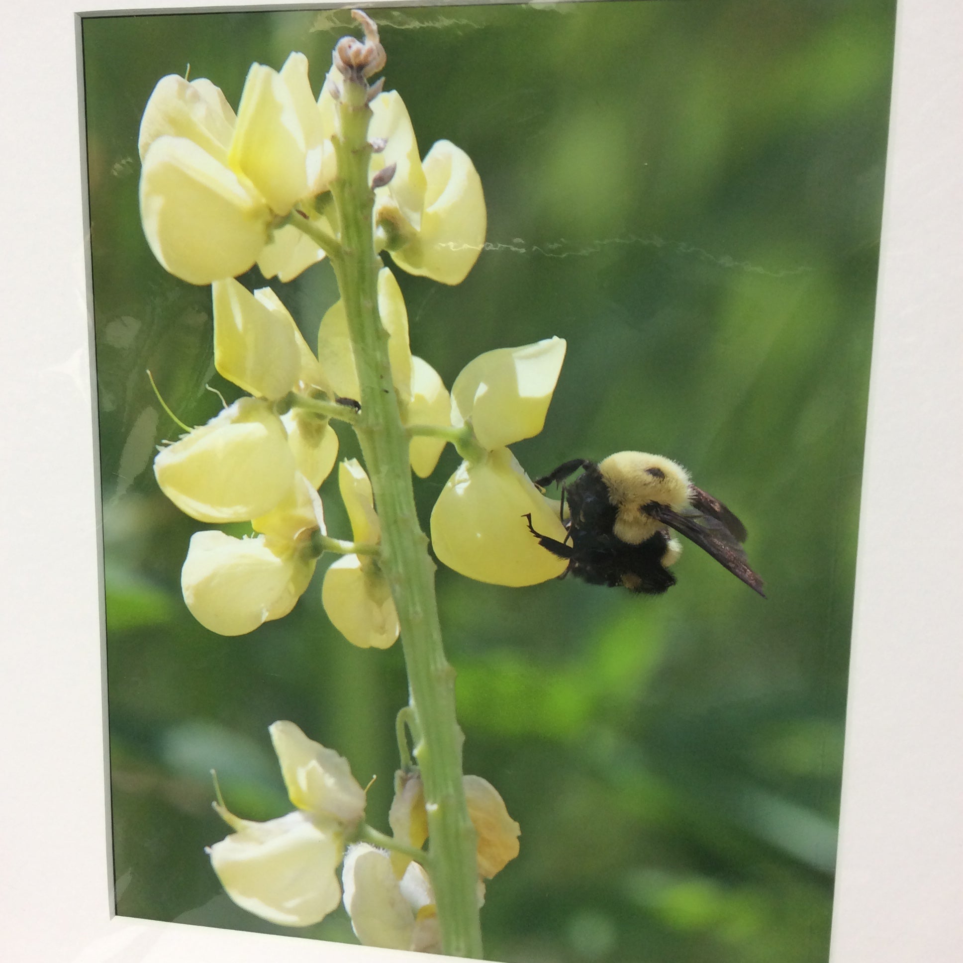 Matted W/Out Frame Signed "Yellow Buzz" Honey Bee On Flower Photograph 12" x 14"