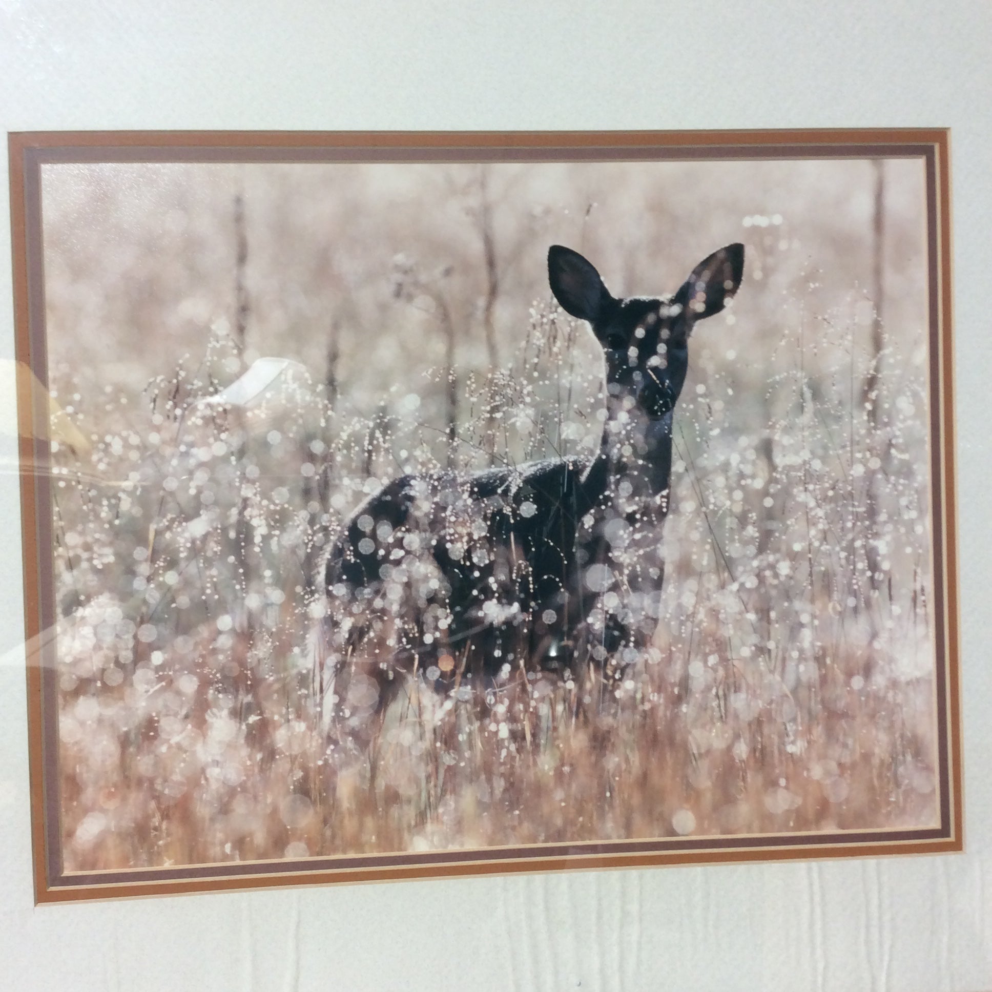 Terrell Campbell "White-Tail Princess" Photograph Print In Wood Frame 22" x 18"