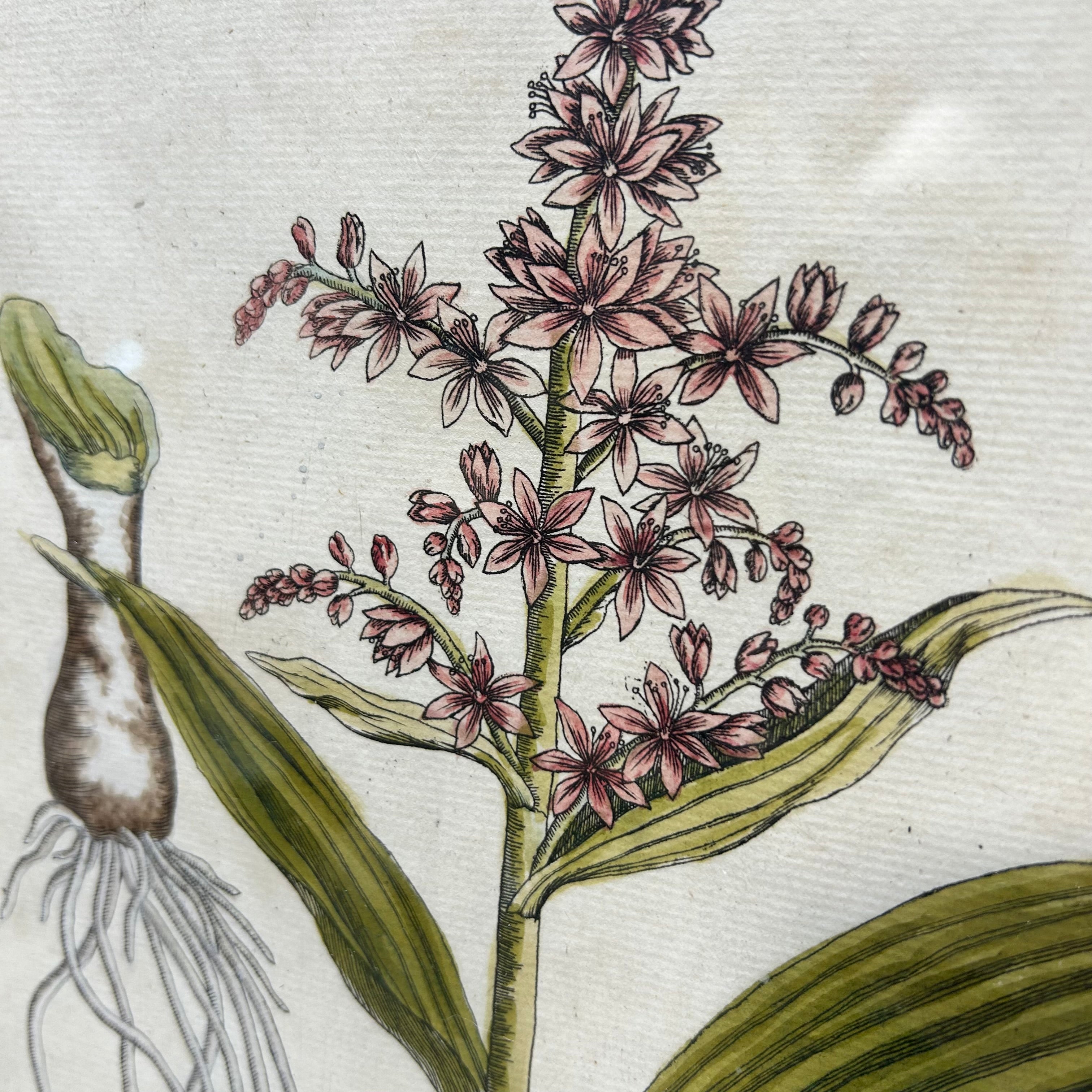 Elizabeth Blackwell Hand Colored Botanical Engraving Print 15.5"x 20.5"