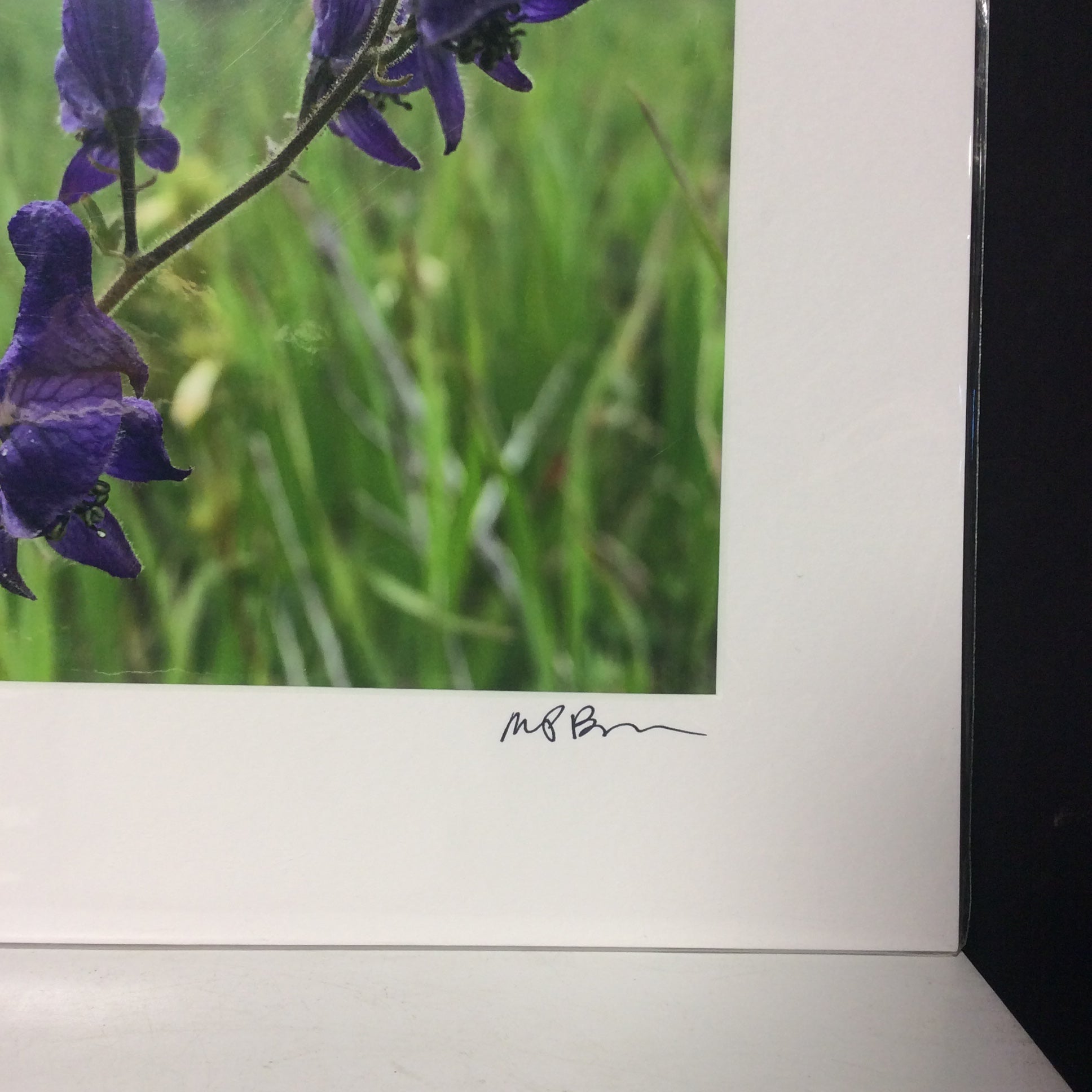 Matted W/Out Frame Signed "Monkshood" Flower Photograph 12" x 14"