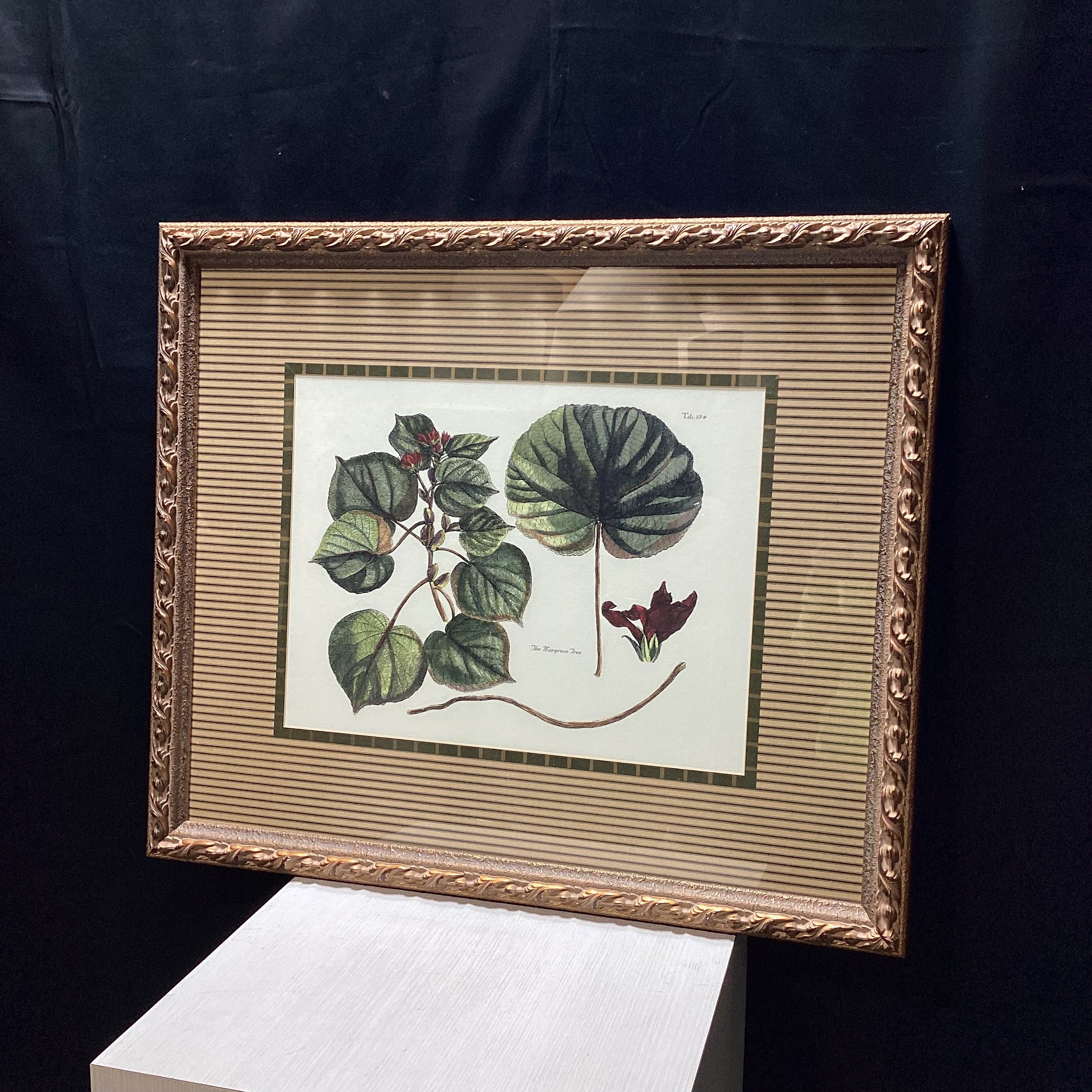 The Mangrove Tree Tab. 134 Framed Print 34.5" x 29.5"