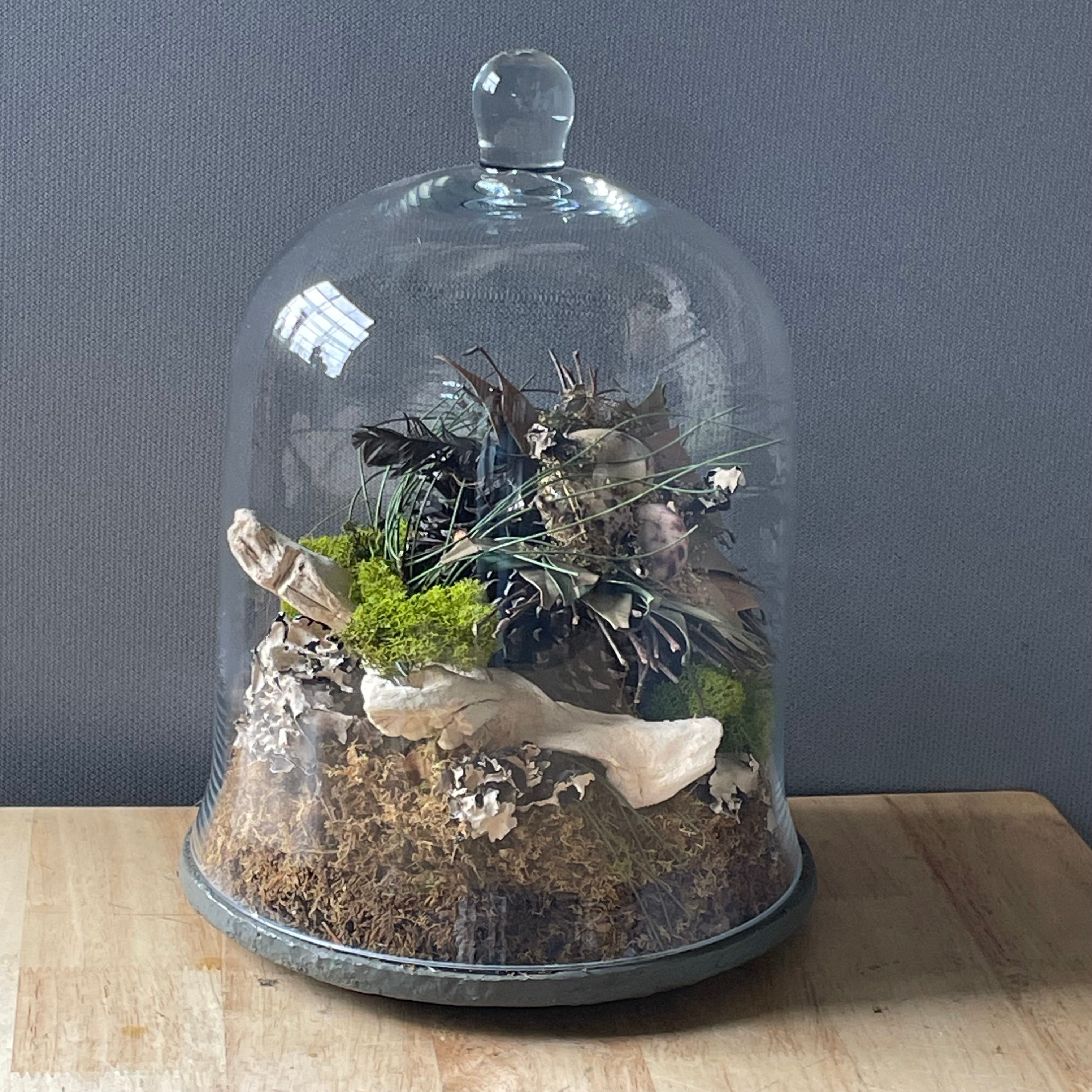 Natural Oddities Glass Cloche Terrarium, 9"x 12.5"