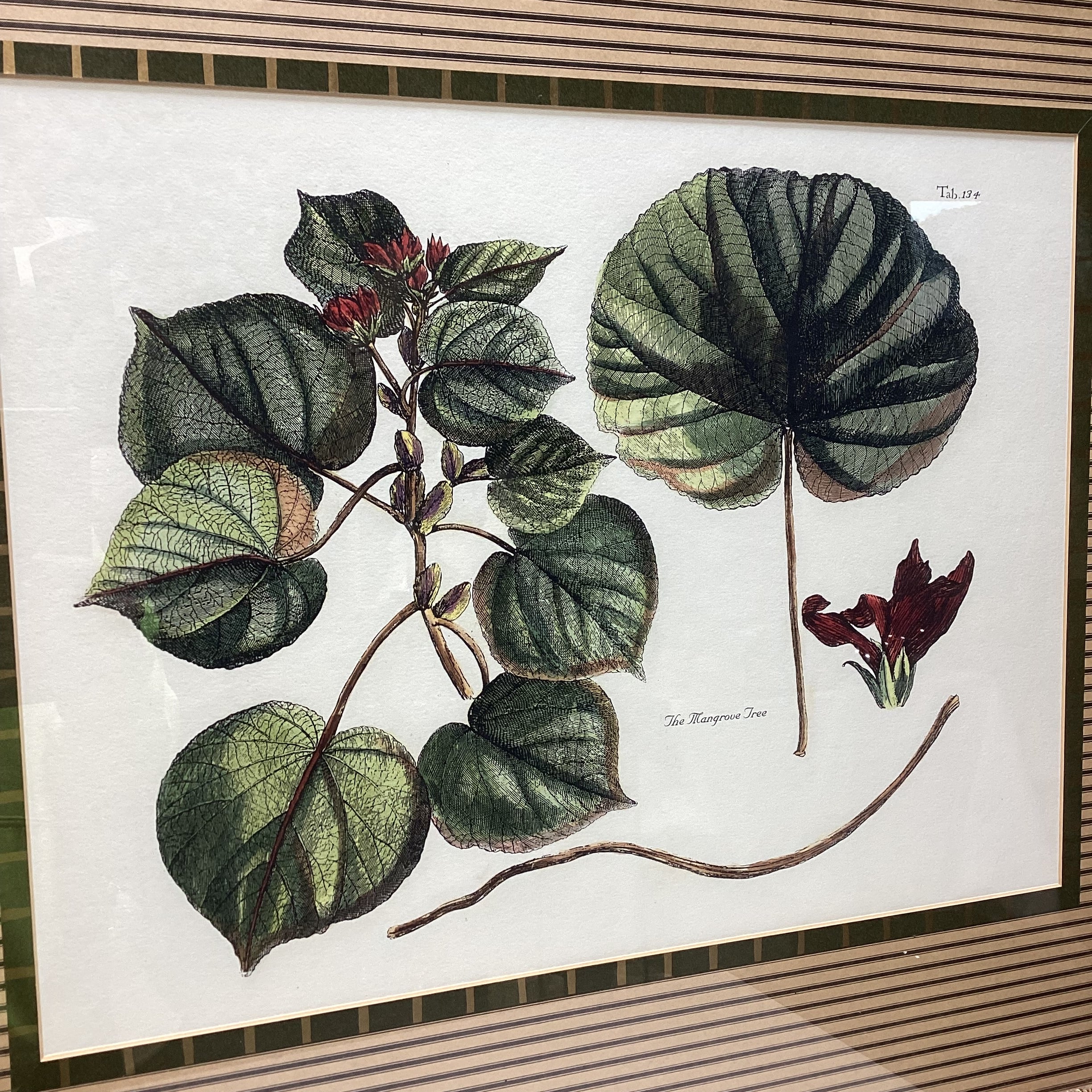 The Mangrove Tree Tab. 134 Framed Print 34.5" x 29.5"
