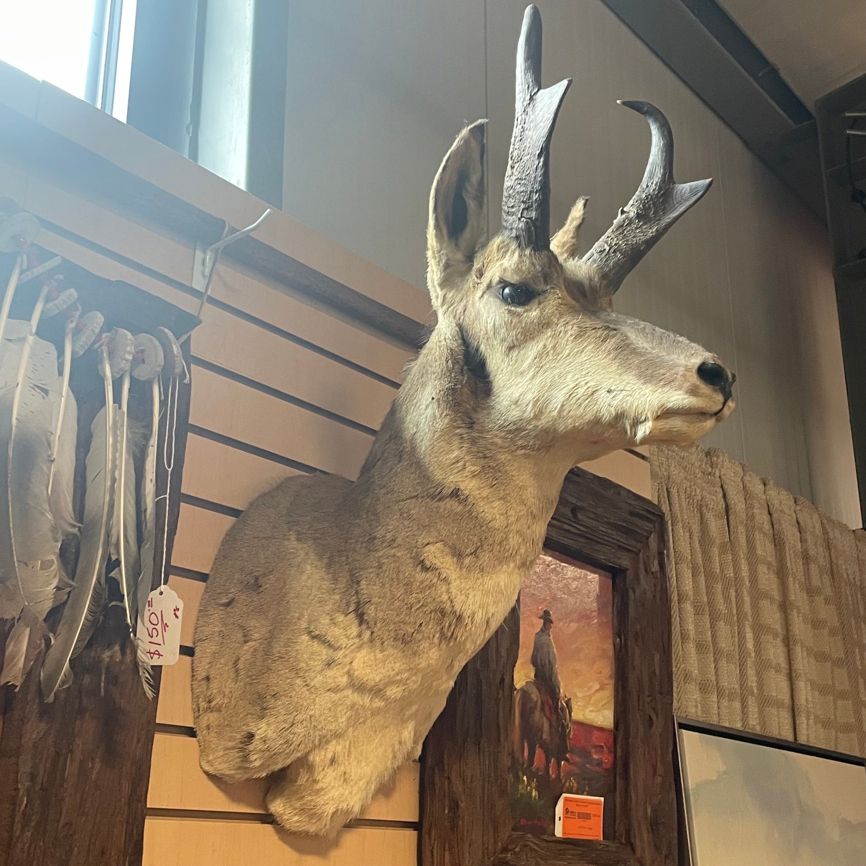 Pronghorn Antelope Shoulder Mount