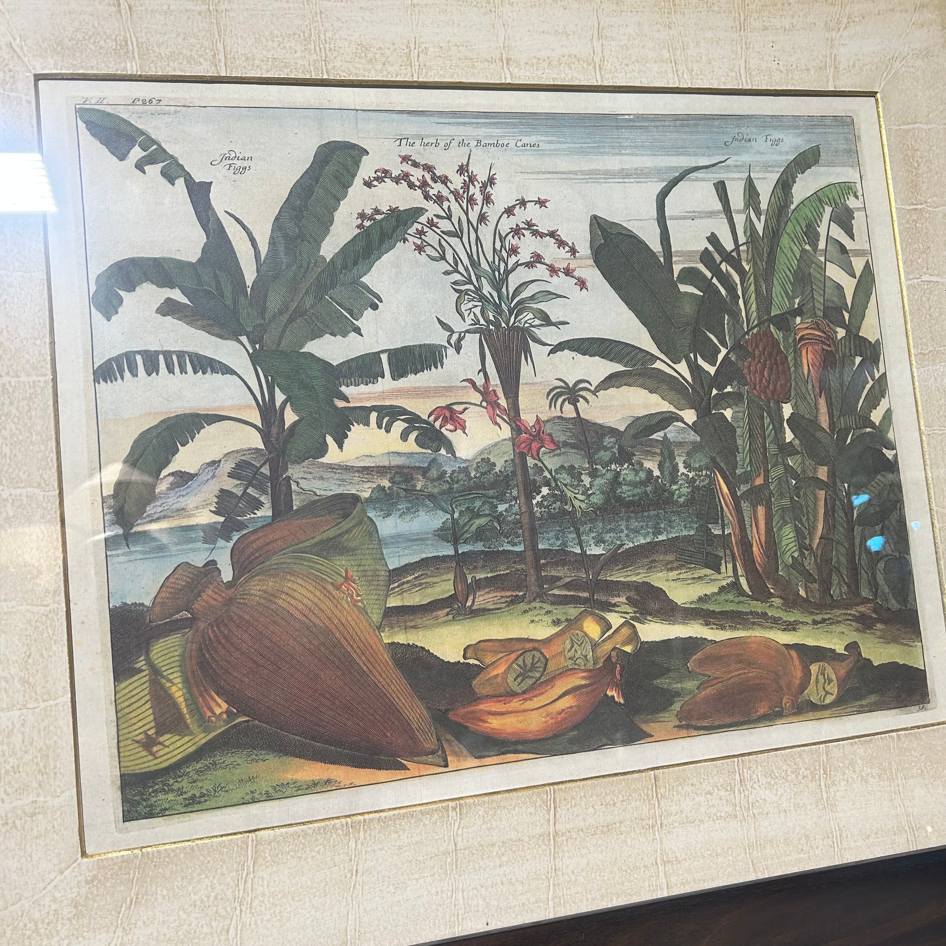 Johan Nieuhof Print Of A Antique Botanical Illustrated Print 27'5"x 24"