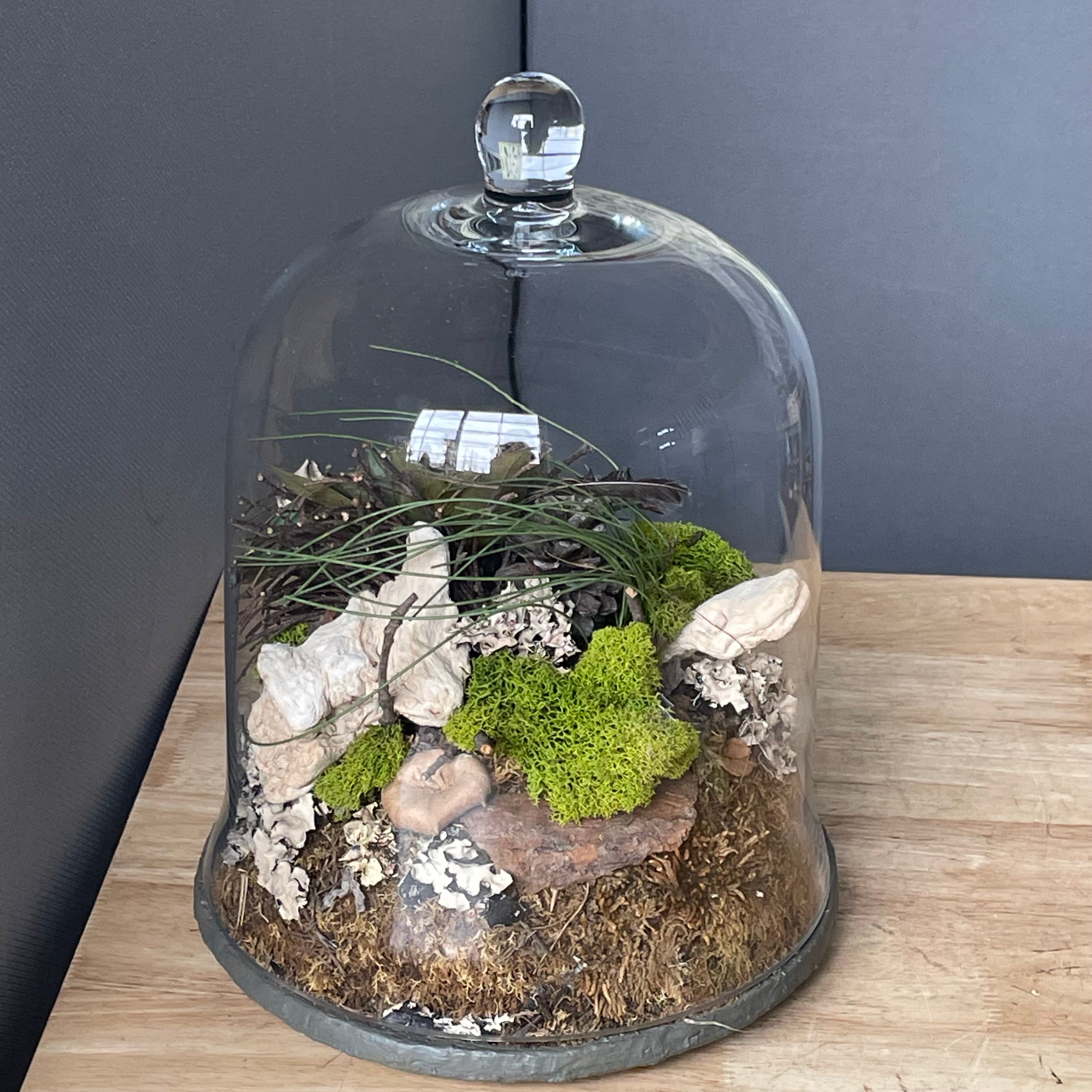 Natural Oddities Glass Cloche Terrarium, 9"x 12.5"