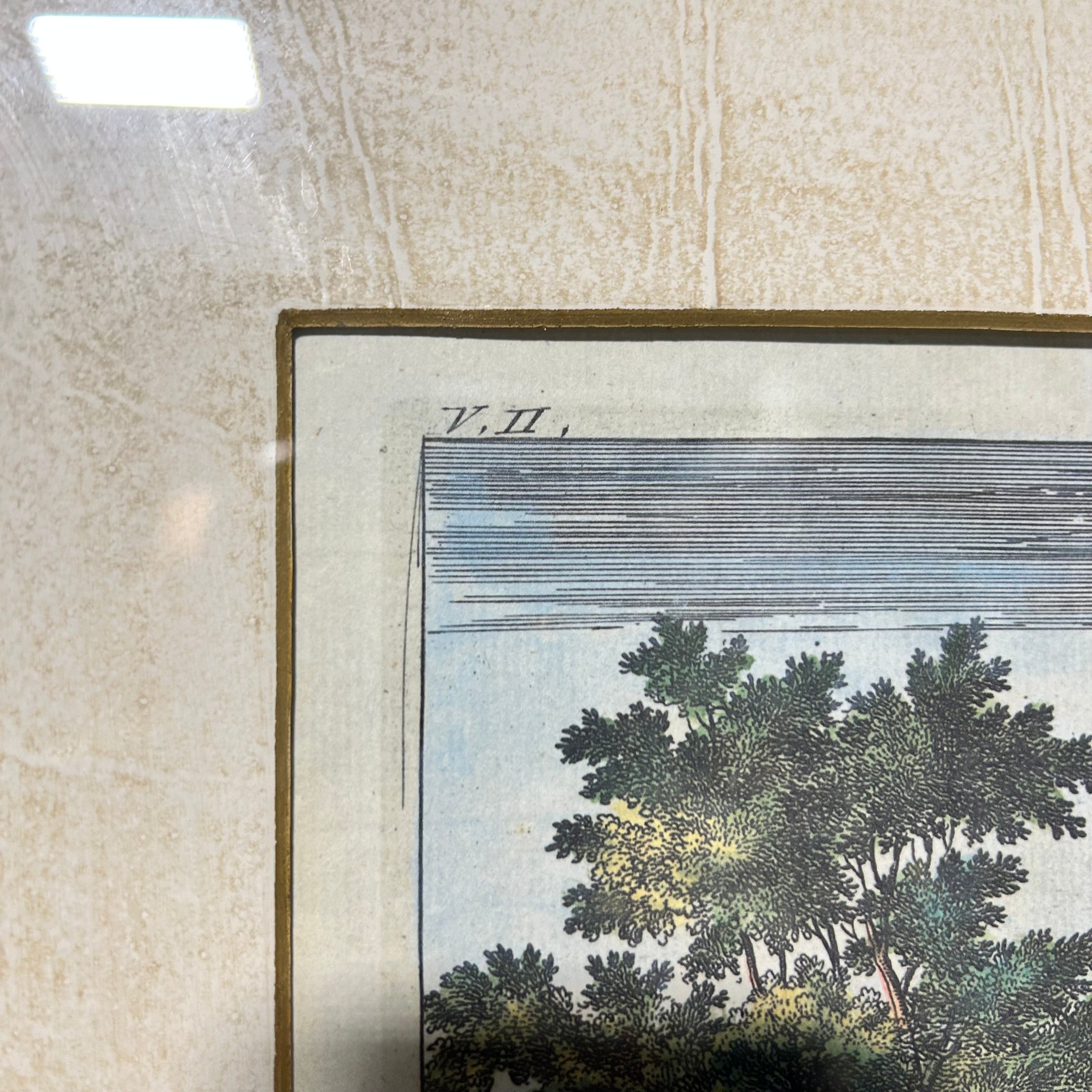 Description: Johan Nieuhof Print Of A Antique Botanical Illustrated Print 27'5"x 24"