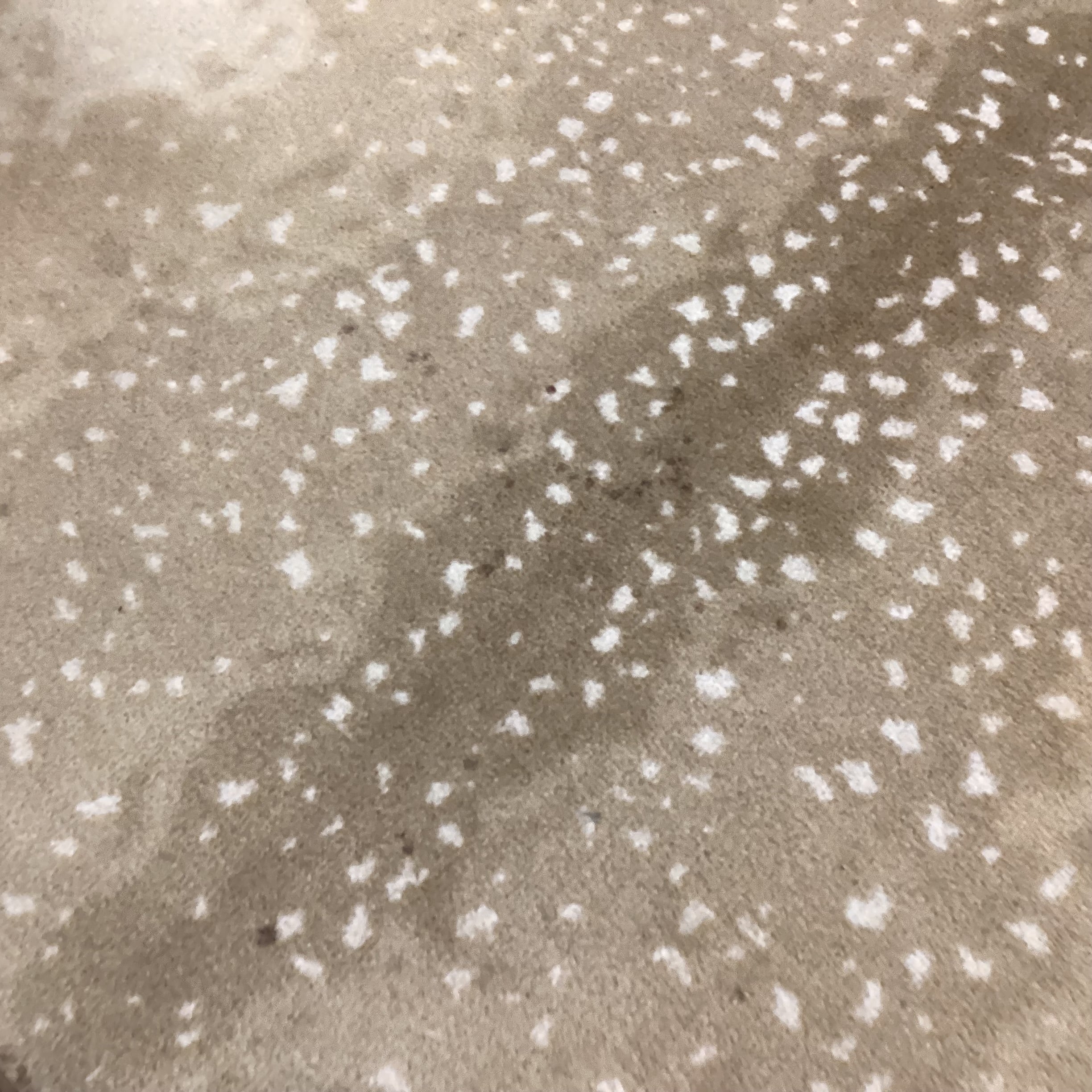 Axis Deer Style Custom Finished Carpet Rug 12'x 16'