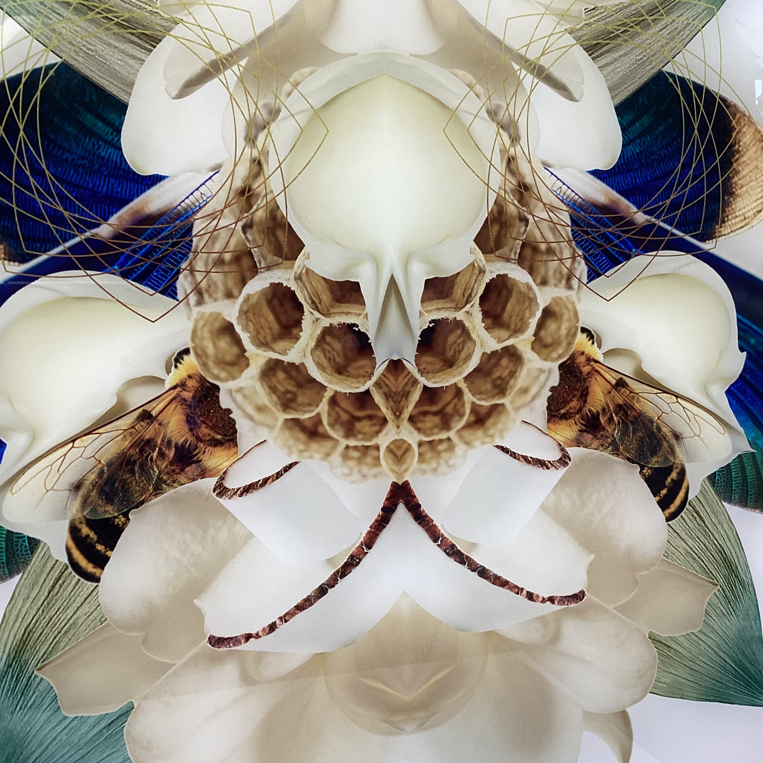 Symmetrical Bee/Nature Photograph Print 30" x 30"