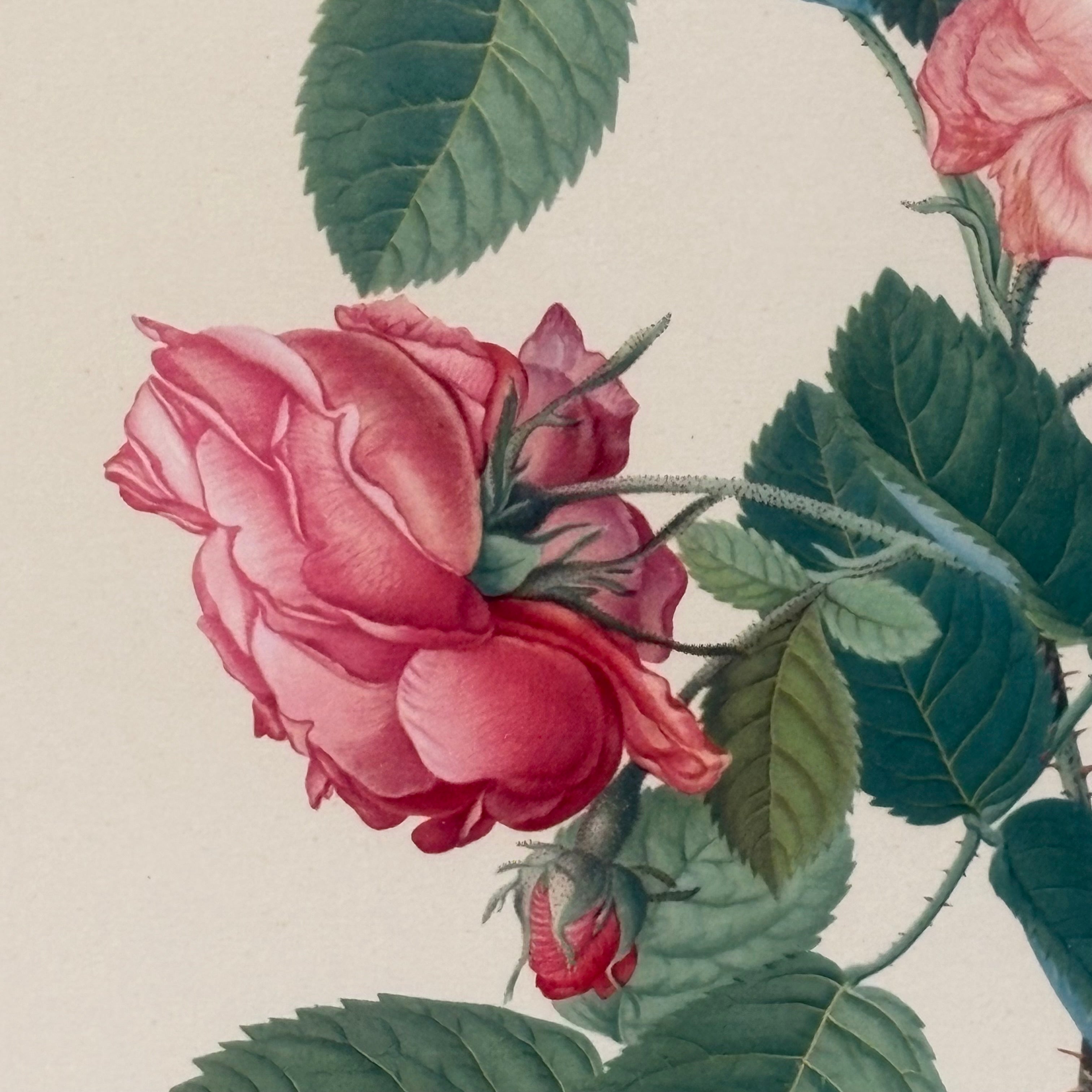 Georg D. Ehret Rosa Mundi Floral Print Framed Wall Decor 16” x 21”